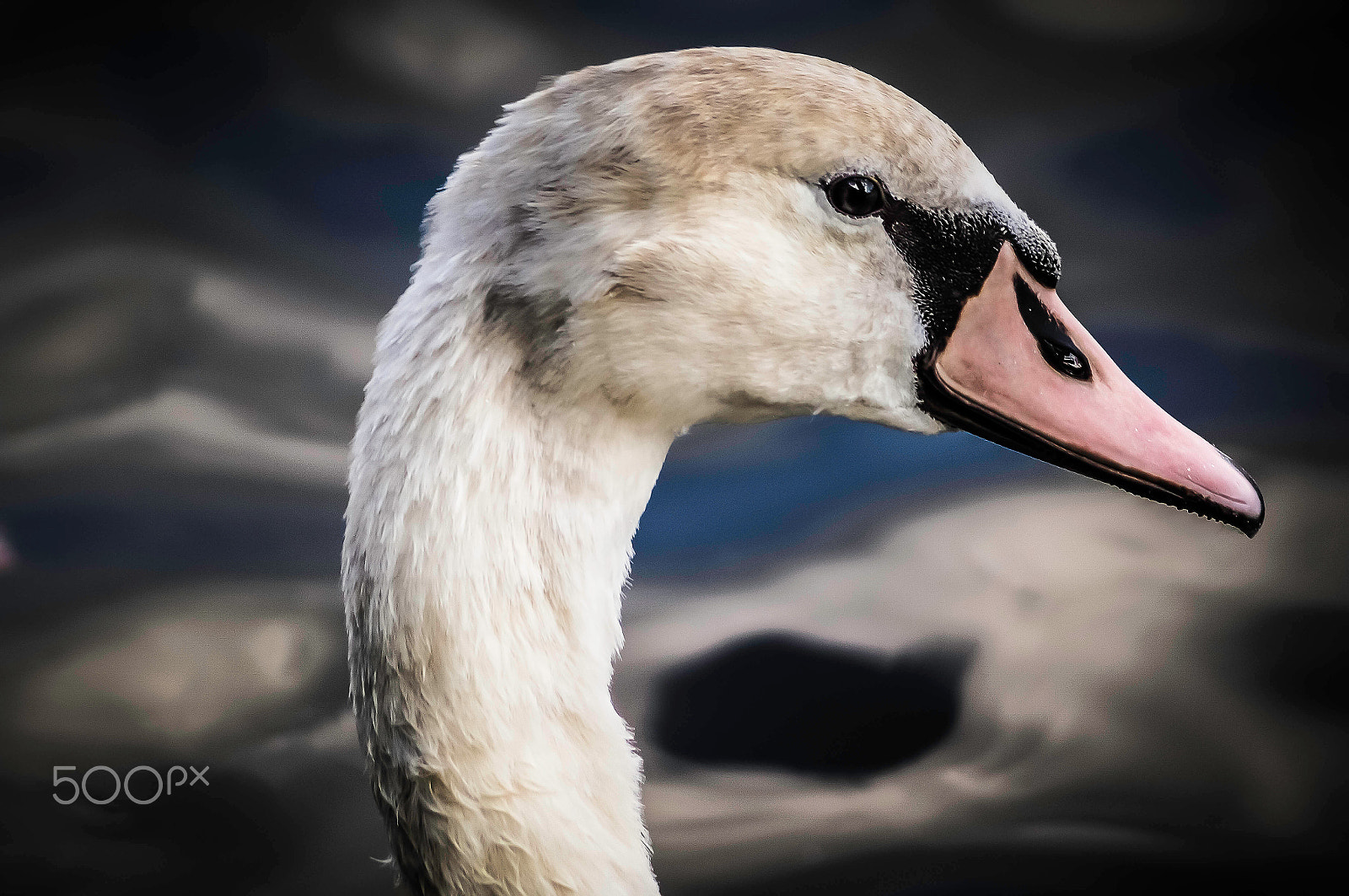 Sony SLT-A57 + Sony DT 55-200mm F4-5.6 SAM sample photo. Portrait swan young! photography