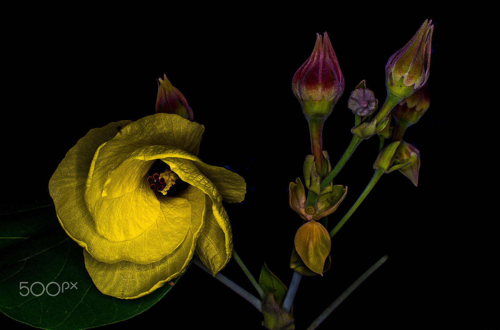 Pentax smc DA 35mm F2.8 Macro Limited sample photo. Bloom and buds photography