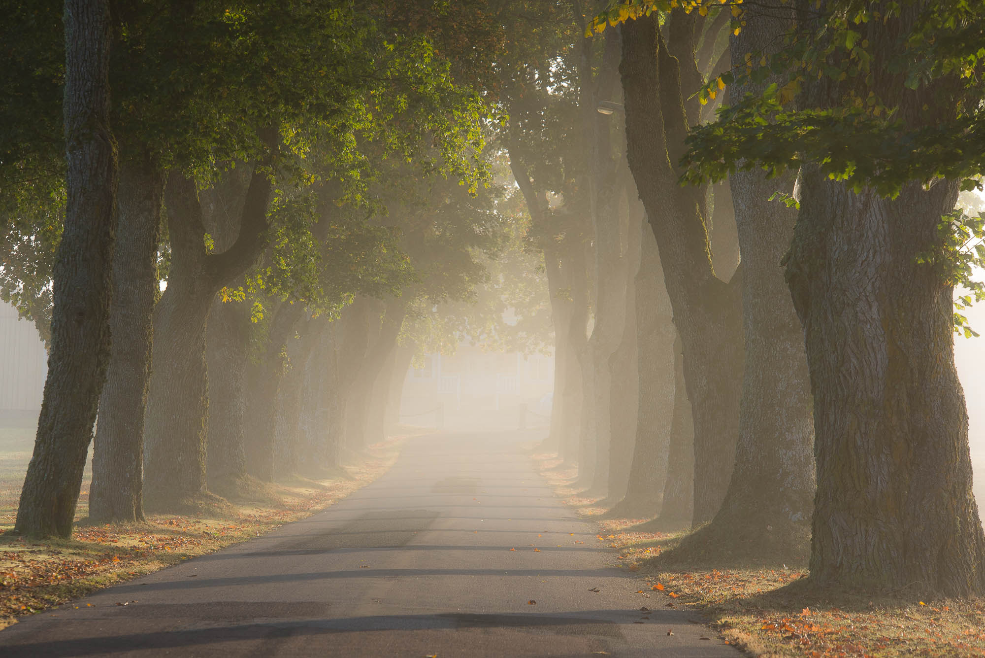 Sigma 70-200mm F2.8 EX DG OS HSM sample photo. Misty mood photography