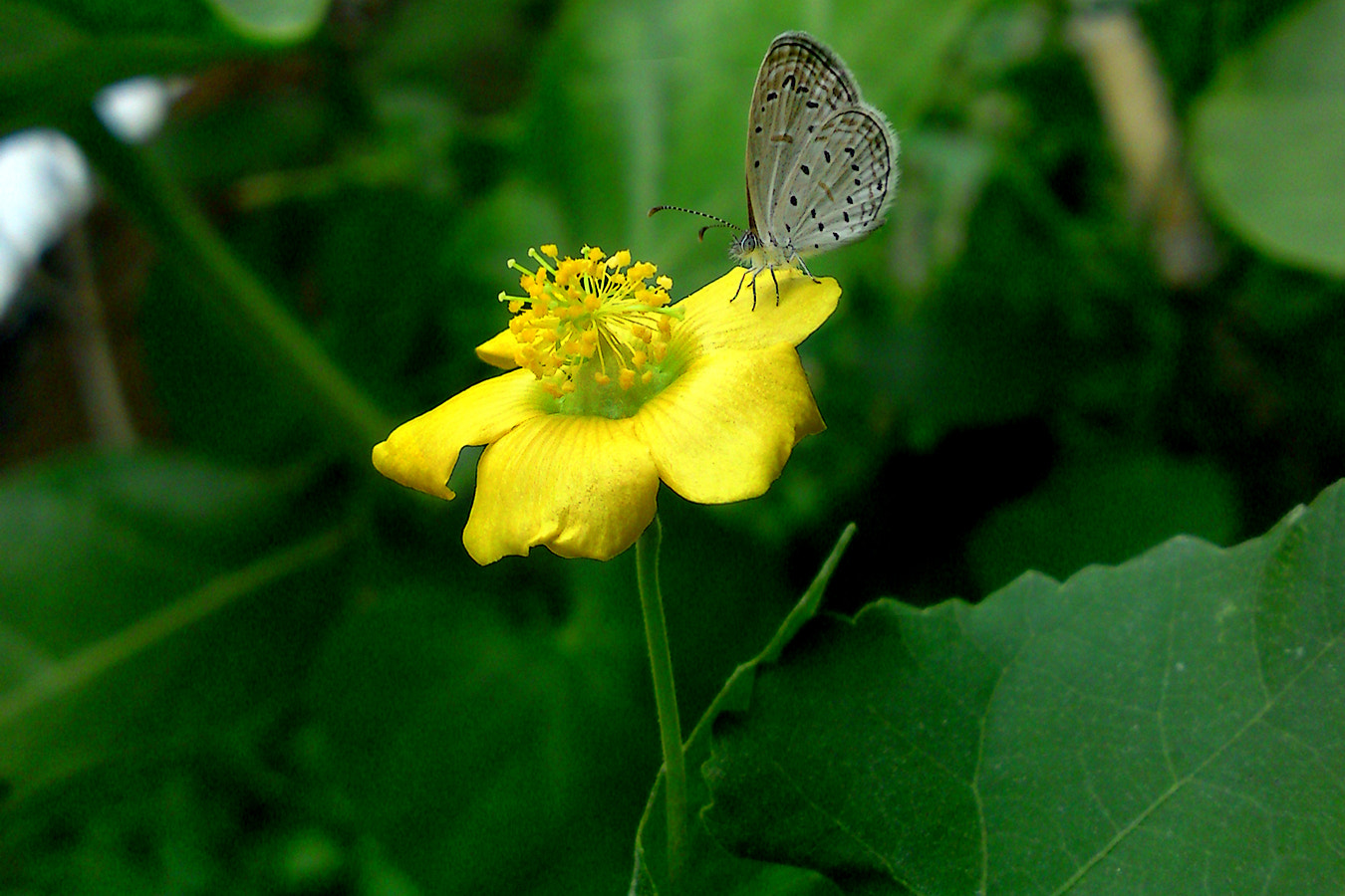 Sony Ericsson C905 sample photo. Butterfly photography