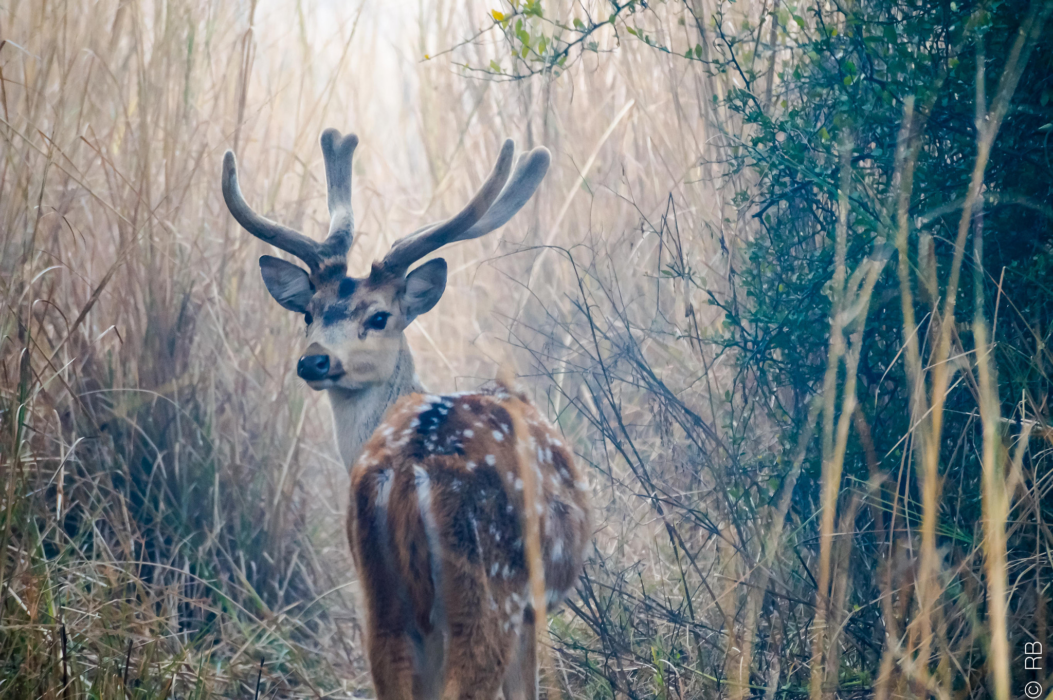 Sony DT 55-300mm F4.5-5.6 SAM sample photo. Looking for something? photography