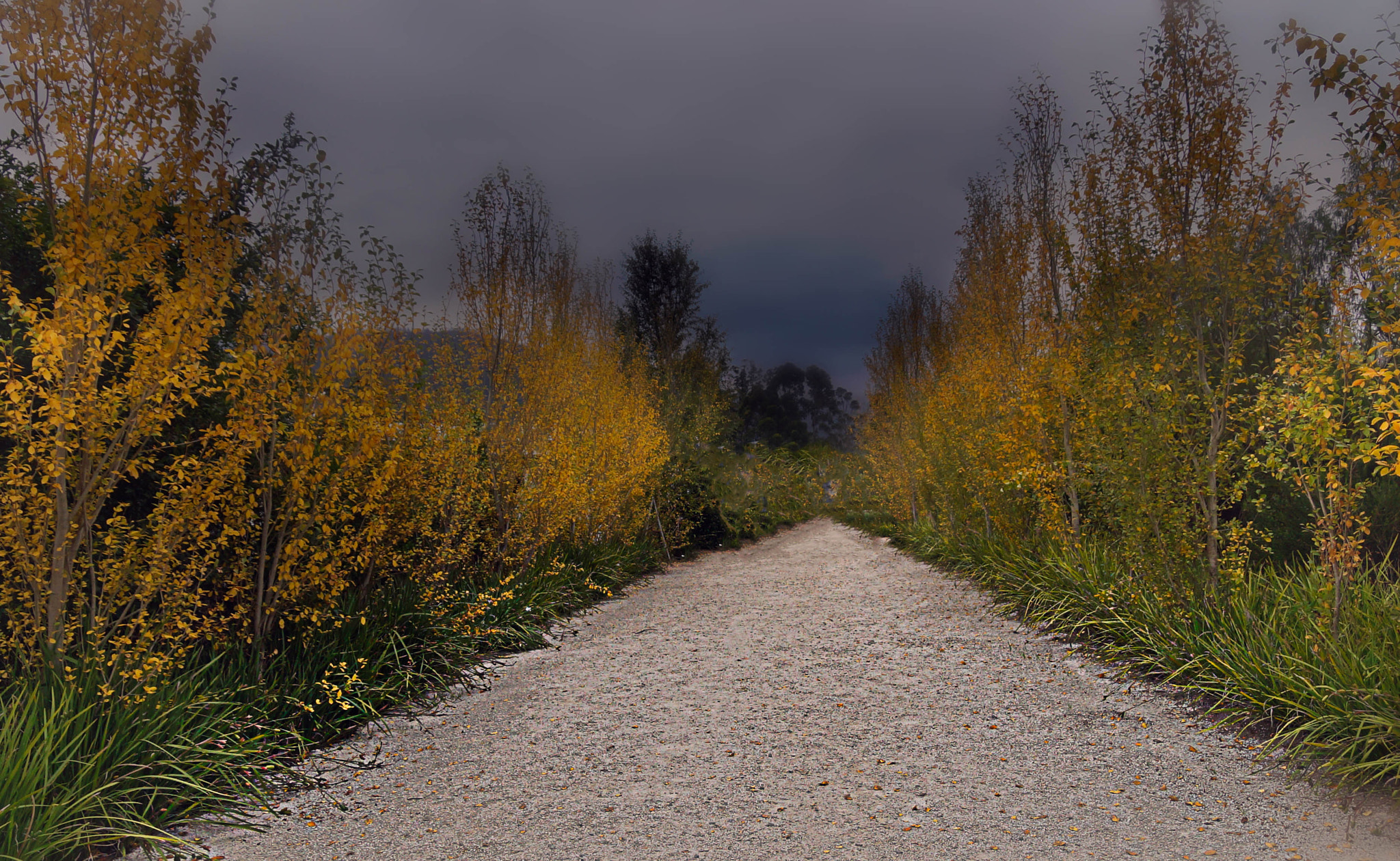 Sony a99 II + Sony DT 18-250mm F3.5-6.3 sample photo. Road to winter photography