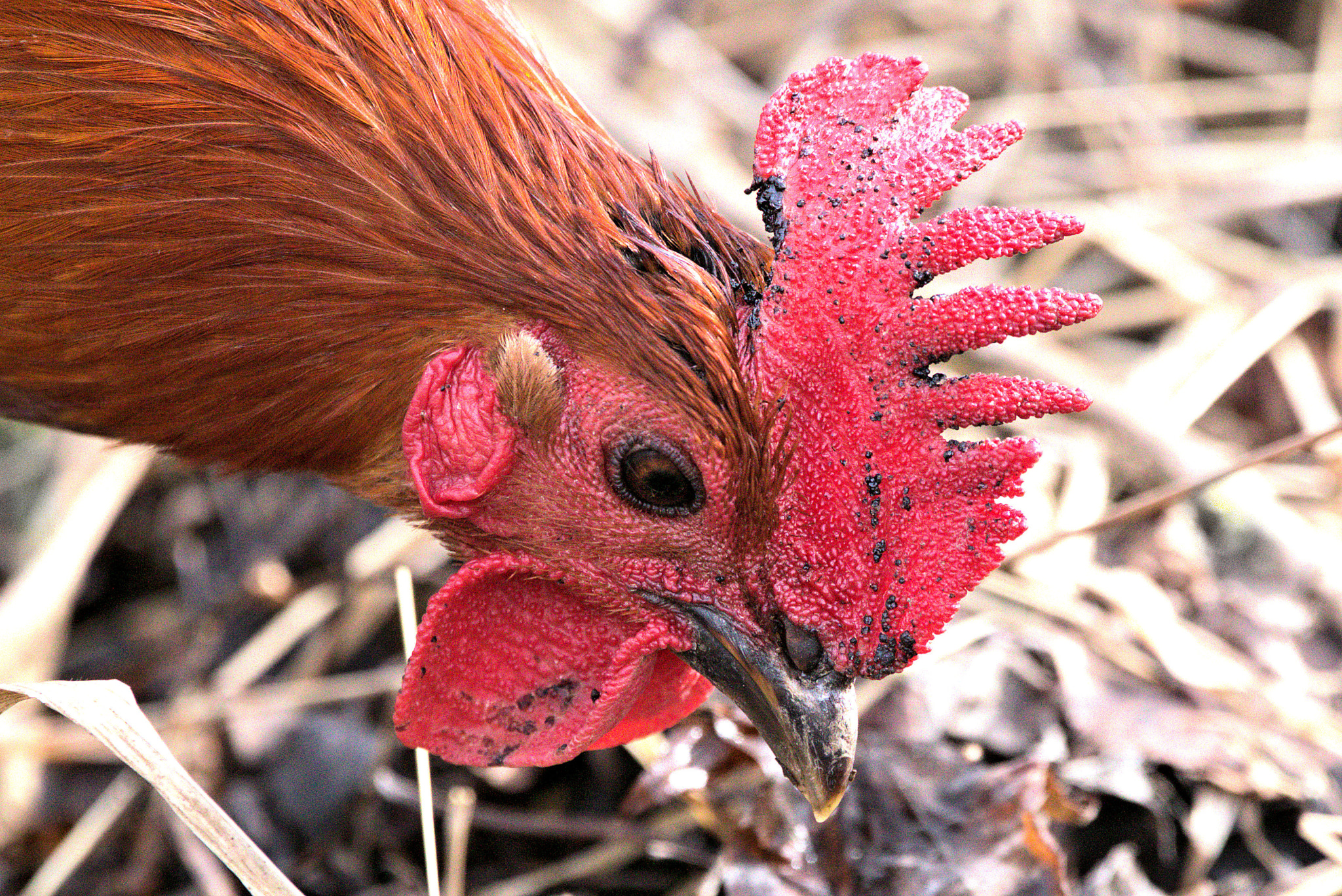 150-600mm F5-6.3 DG OS HSM | Contemporary 015 sample photo. A mere red junglefowl photography