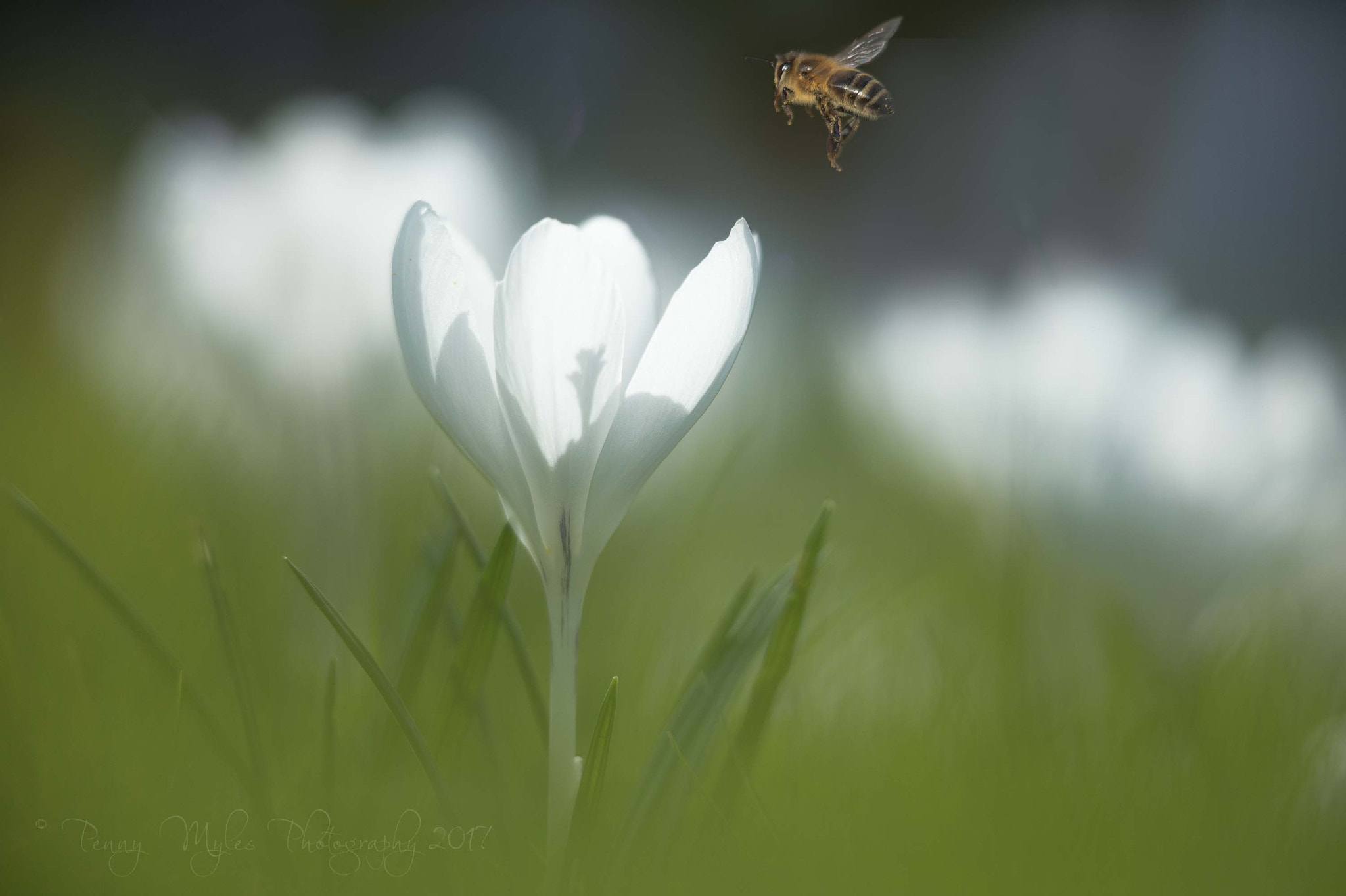 Canon EF 300mm F2.8L IS II USM sample photo. Jeanne d'arc photography