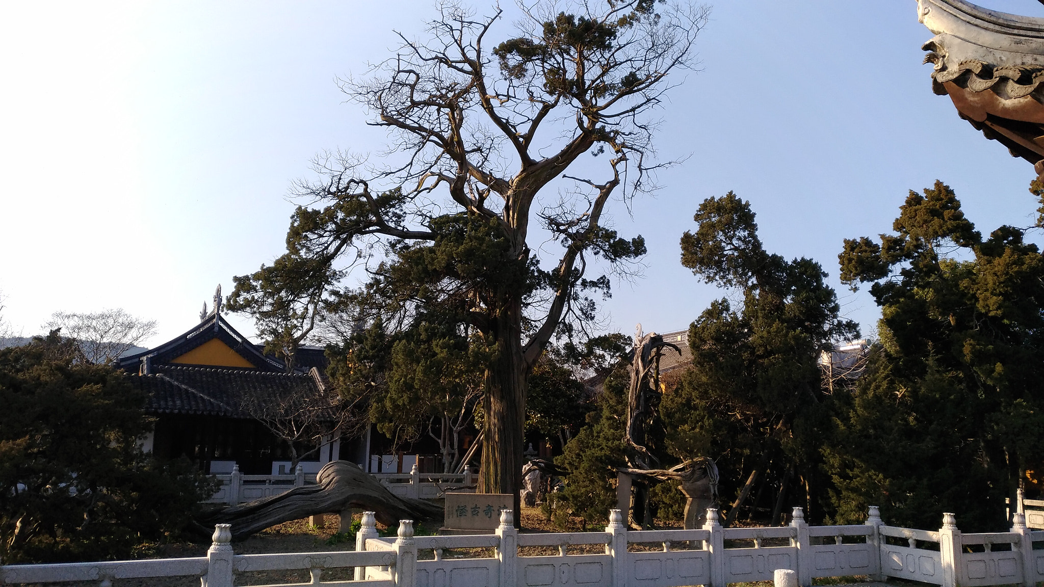 ASUS ZenFone 3 (ZE552KL) sample photo. Ancient trees in a temple photography