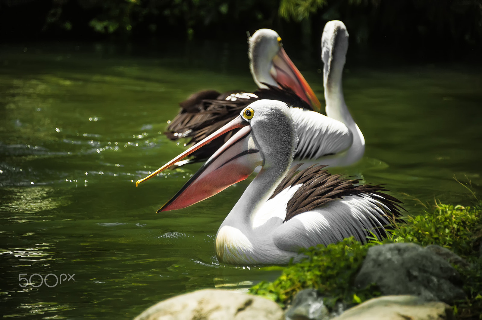 Nikon D4 sample photo. The pond is surrounded by grass three pelicans swim on a sunny day photography