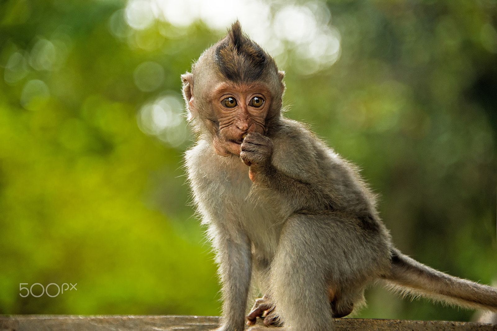 Nikon D4 sample photo. Little catarrhini catarrhini the old world with large round sits close photography