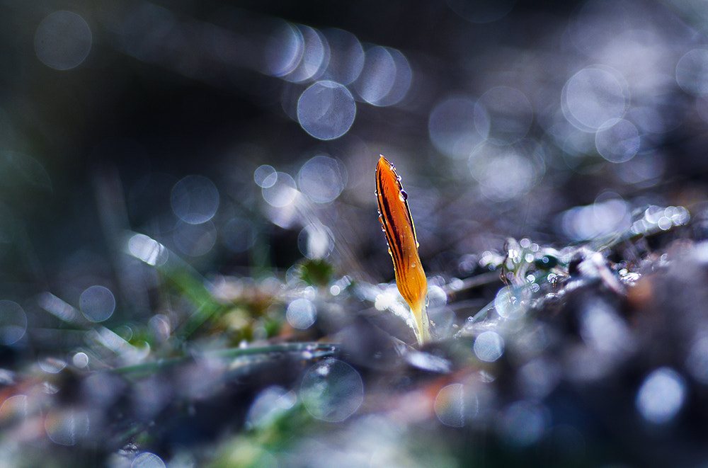 Nikon D7100 + Nikon AF Micro-Nikkor 60mm F2.8D sample photo. çiğdem crocus photography