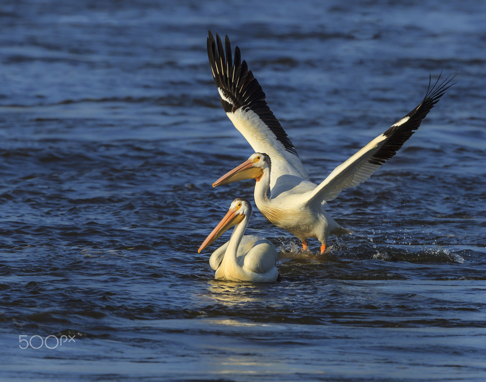 Canon EF 500mm F4L IS USM sample photo. Sunrise with the pelicans photography
