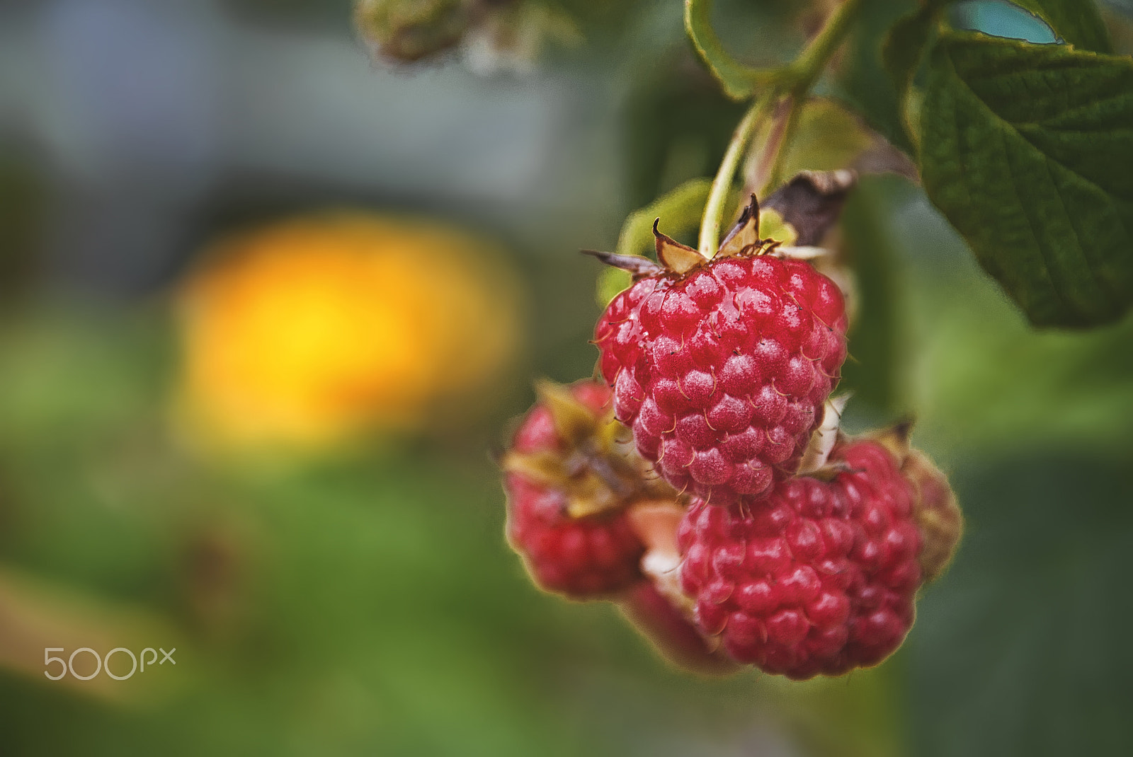 Nikon D700 sample photo. Summer ripe raspberries in the natural environment photography