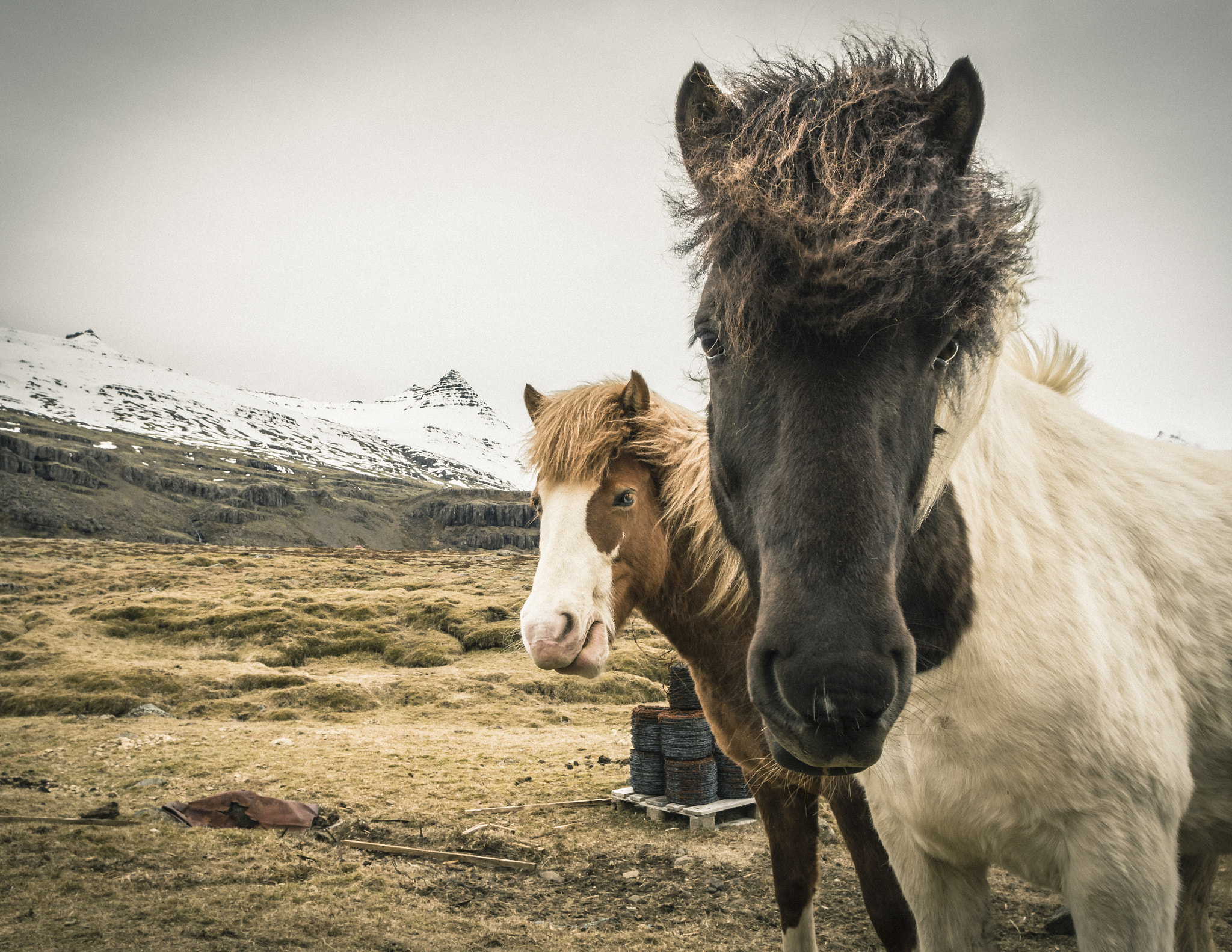 Pentax K-3 sample photo. Icelandic horses photography