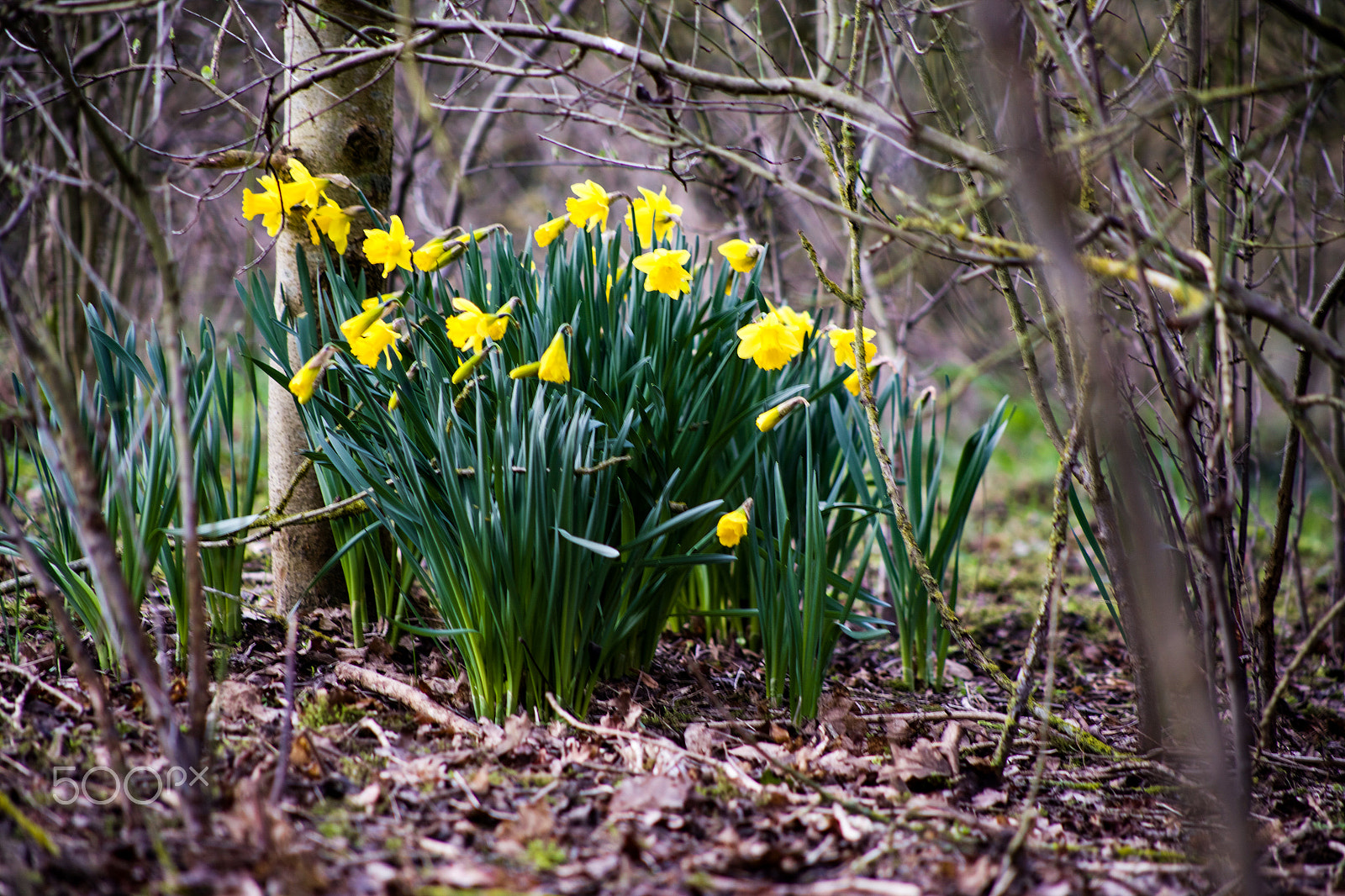 Canon EF 75-300mm f/4-5.6 USM sample photo. Blooming daffodils photography