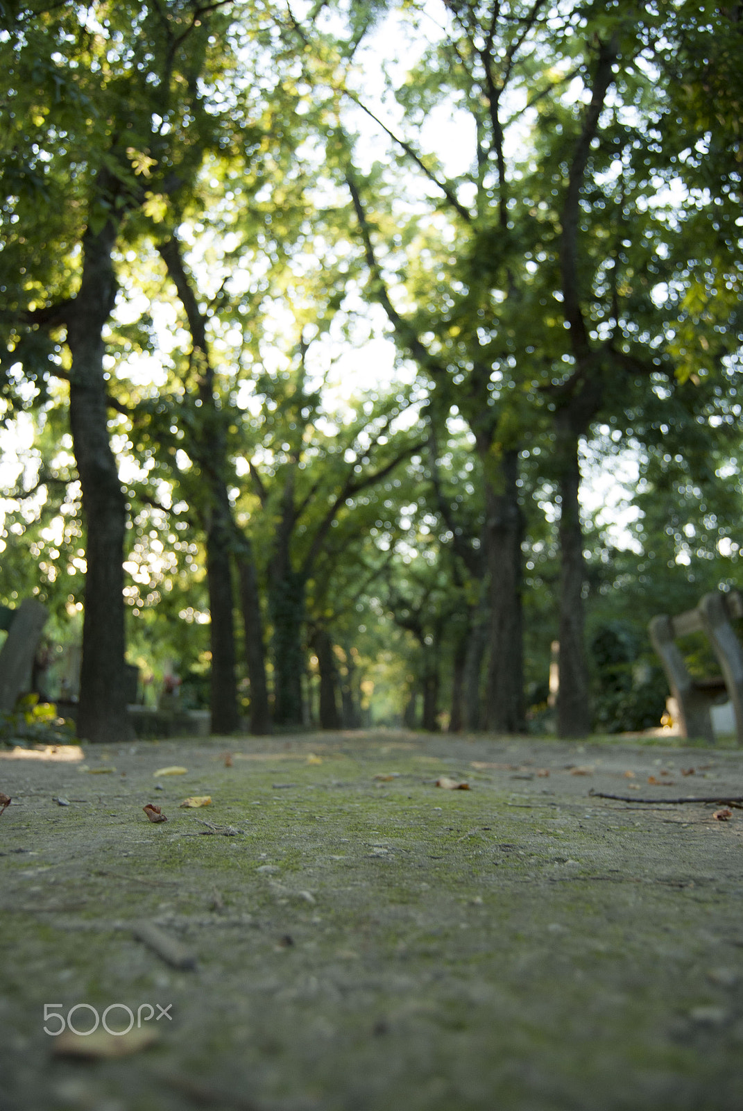 Nikon D80 sample photo. Green photography