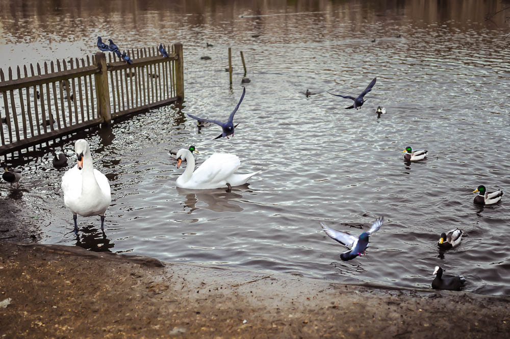 Nikon D700 + Sigma 35mm F1.4 DG HSM Art sample photo. Birds of many feathers photography