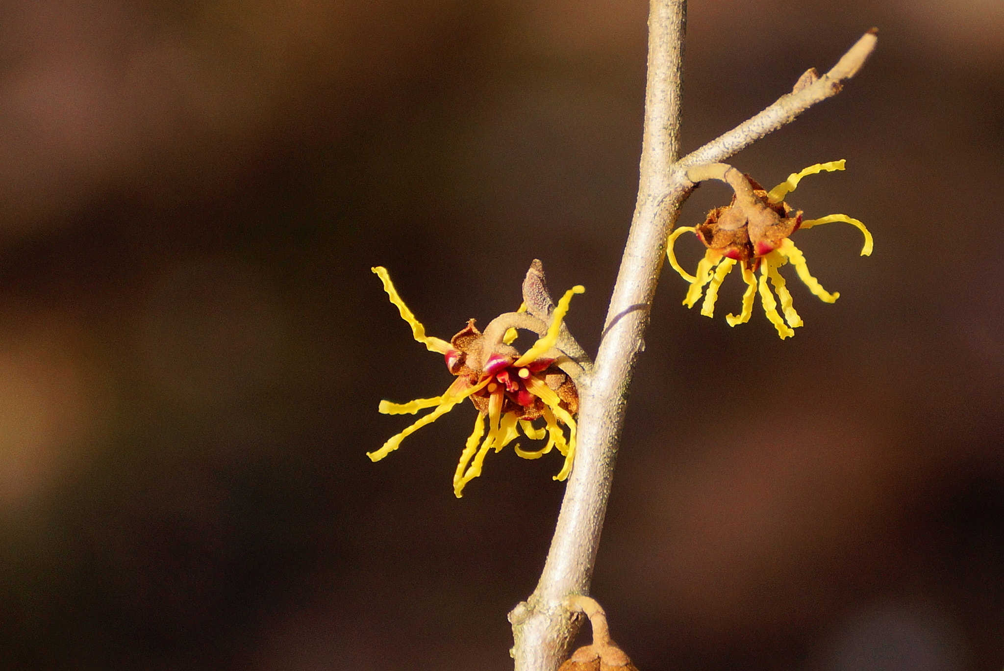 Sony DT 55-300mm F4.5-5.6 SAM sample photo. Hamamelis - oczar photography