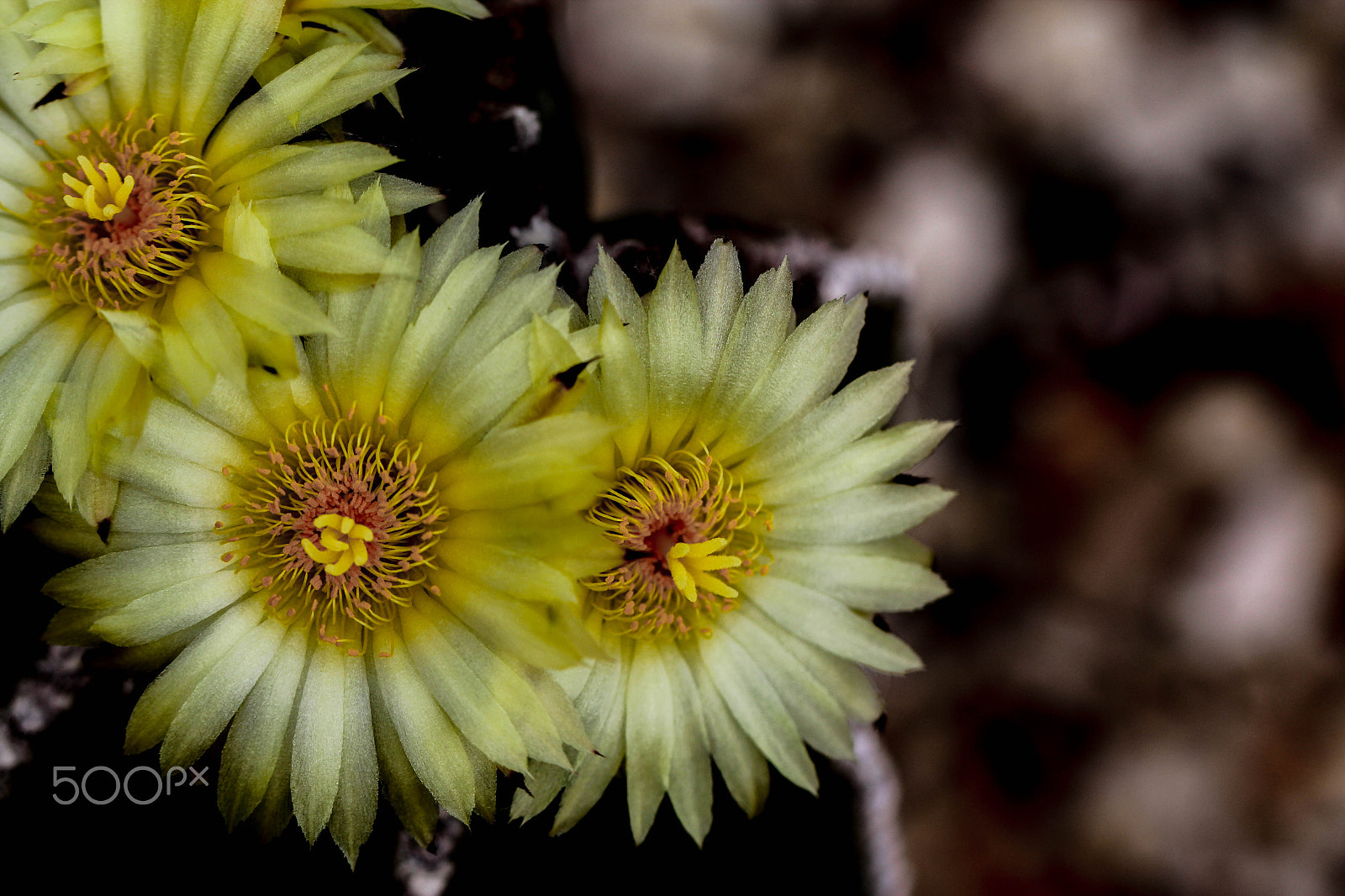 Canon EF 100mm F2.8L Macro IS USM sample photo. Astrophytum hybrid photography