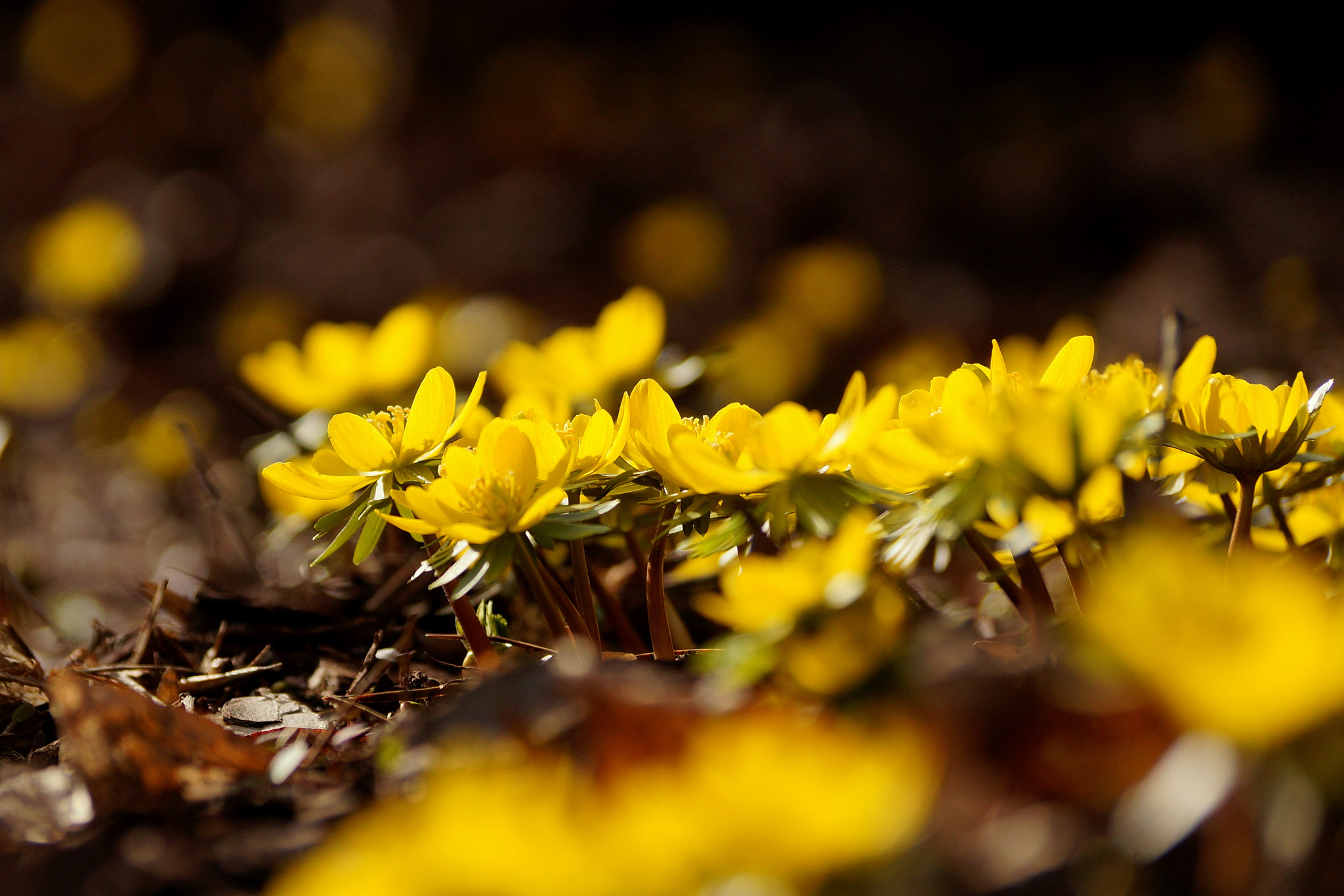 Sony DT 55-300mm F4.5-5.6 SAM sample photo. Eranthis hyemalis - rannik wiosenny photography