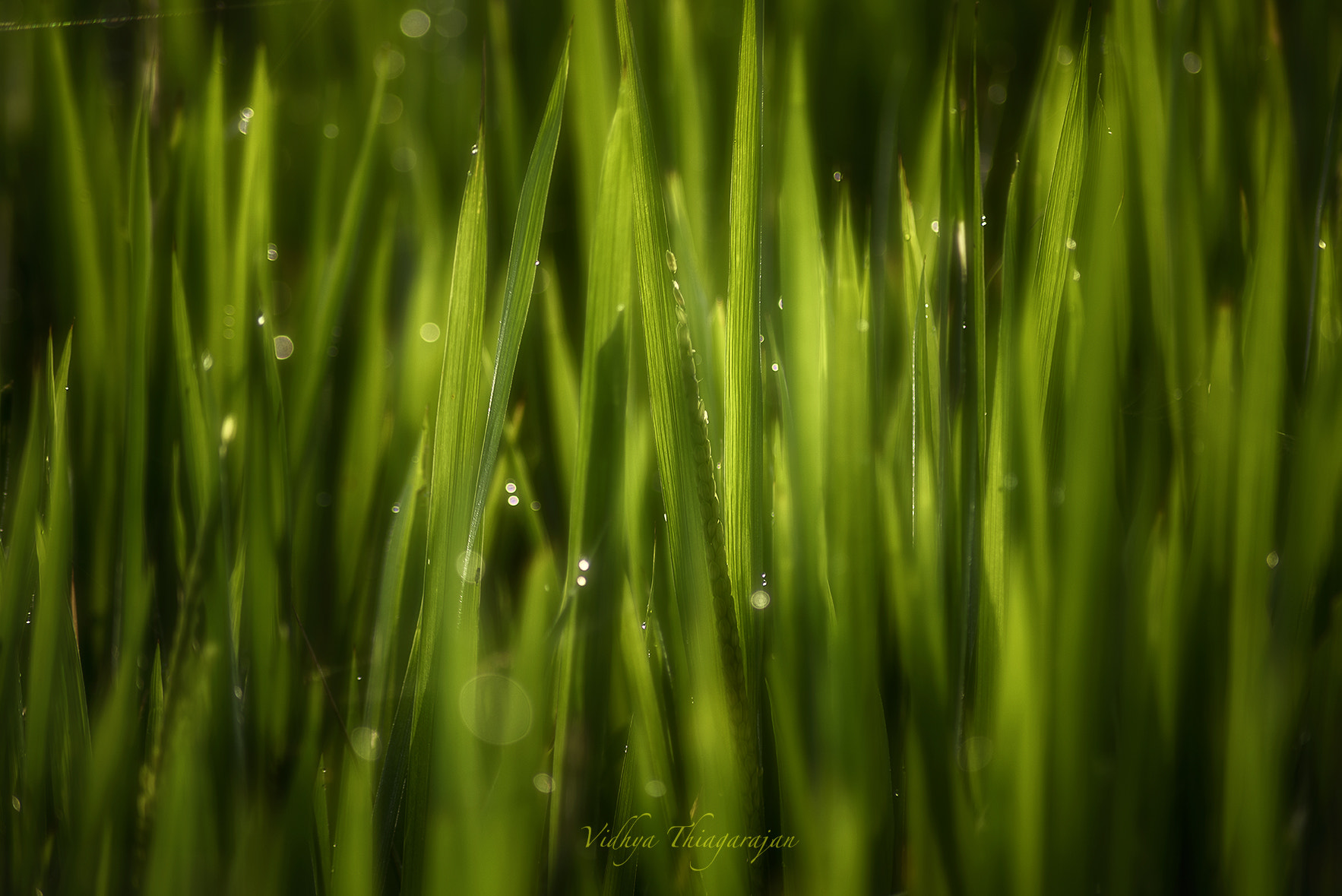 Nikon D810 sample photo. Look for me in your dreams photography