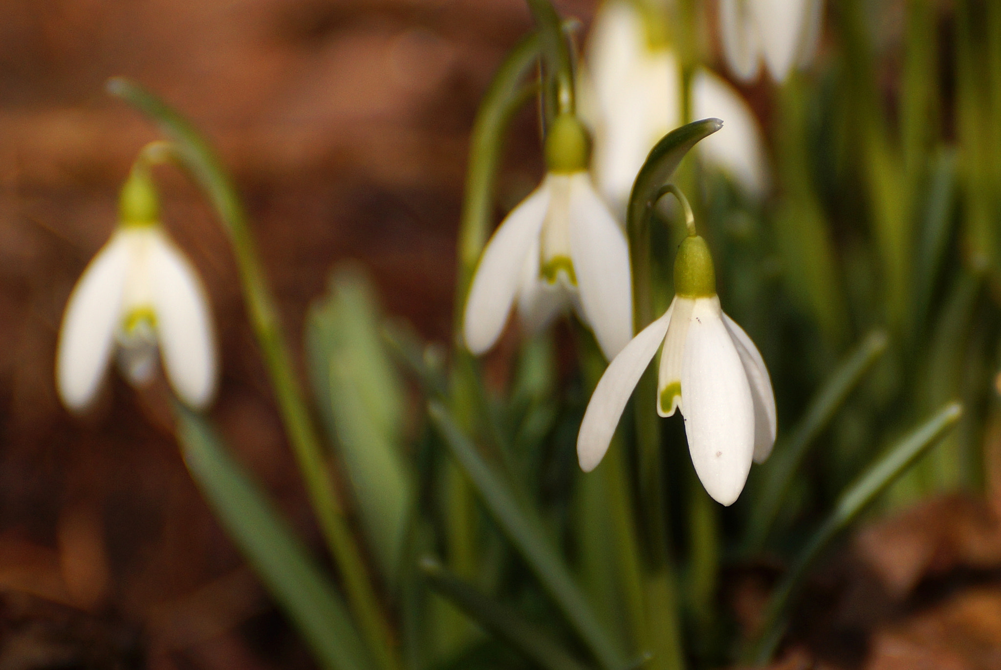 Sony DT 55-300mm F4.5-5.6 SAM sample photo. Galanthus nivalis - śnieżyczka przebiśnieg photography