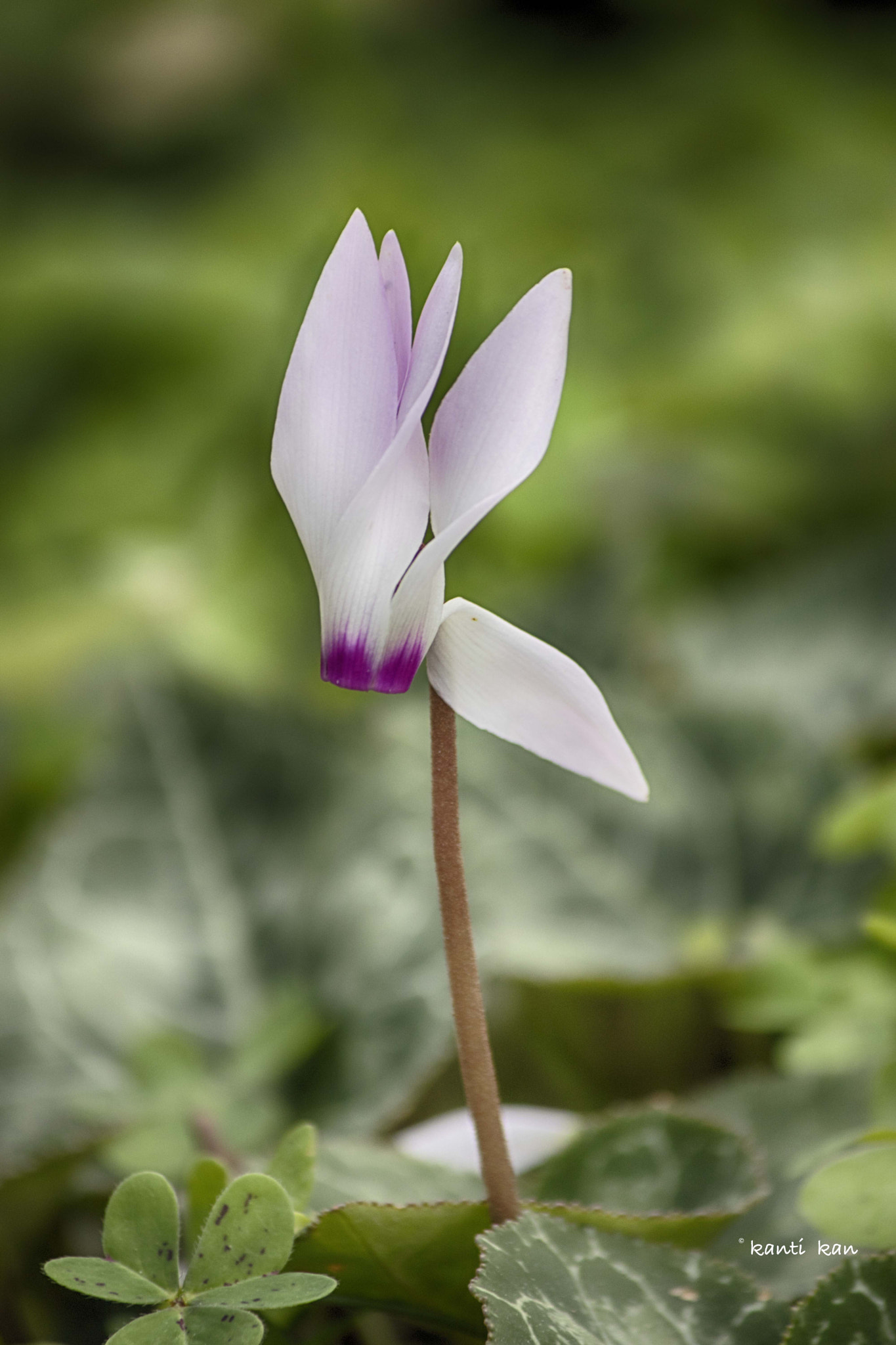 Canon EF-S 55-250mm F4-5.6 IS II sample photo. Cyclamen photography