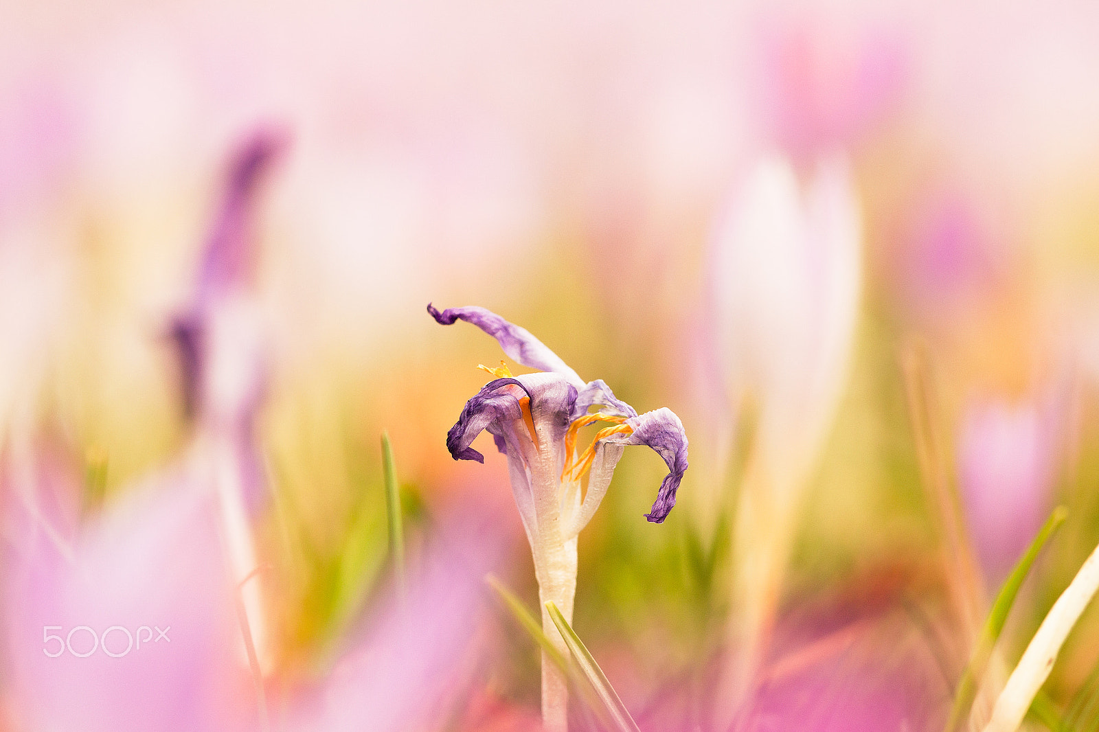 Sigma 105mm F2.8 EX DG OS HSM sample photo. Floral & fading 1 photography