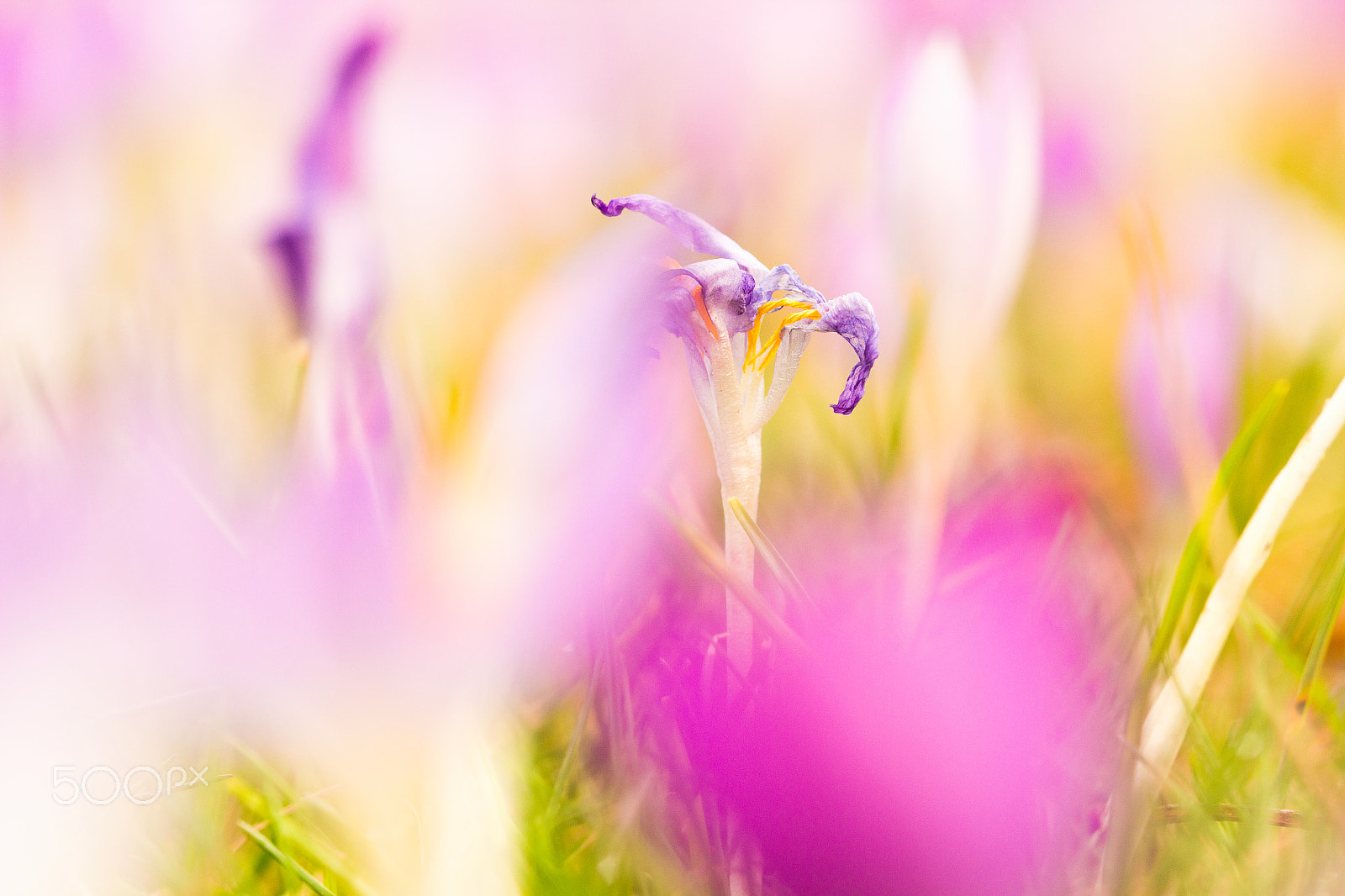 Sigma 105mm F2.8 EX DG OS HSM sample photo. Floral & fading 2 photography