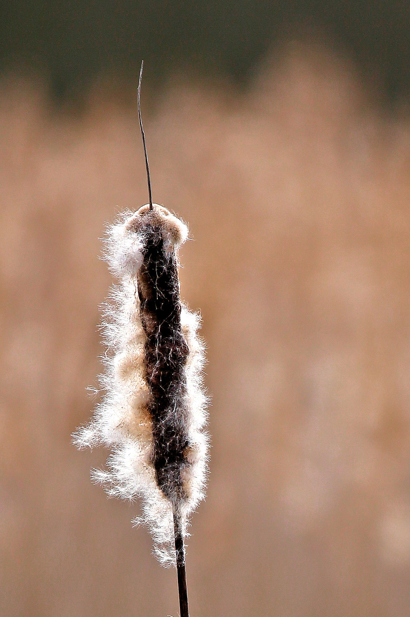 150-600mm F5-6.3 DG OS HSM | Contemporary 015 sample photo. Bulrush photography