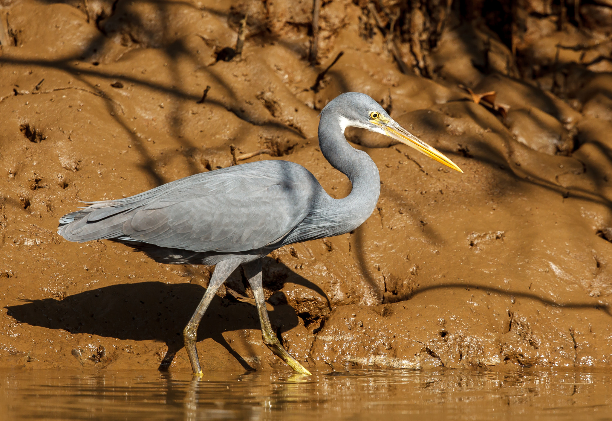 Canon EF 500mm F4L IS II USM sample photo. Western reef heron hunting along brackish waters photography