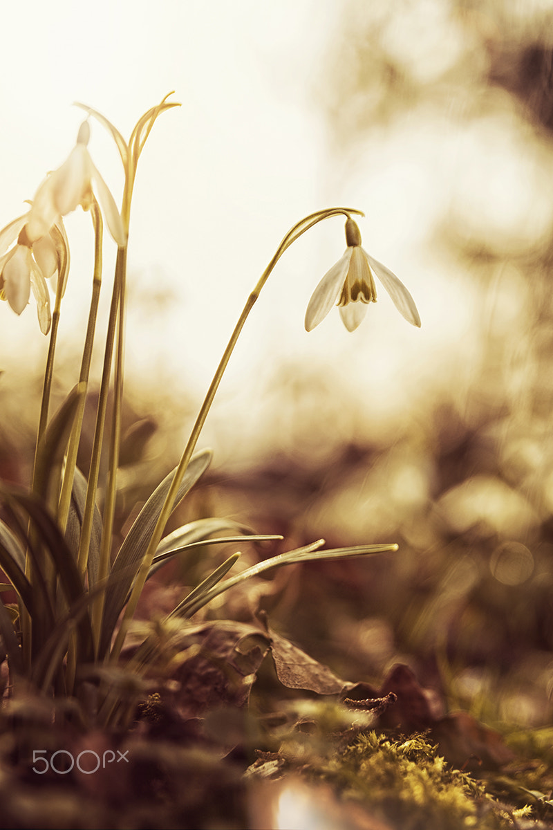 Canon EOS 6D + Canon EF 400mm f/2.8L sample photo. Schneeglöckchen photography