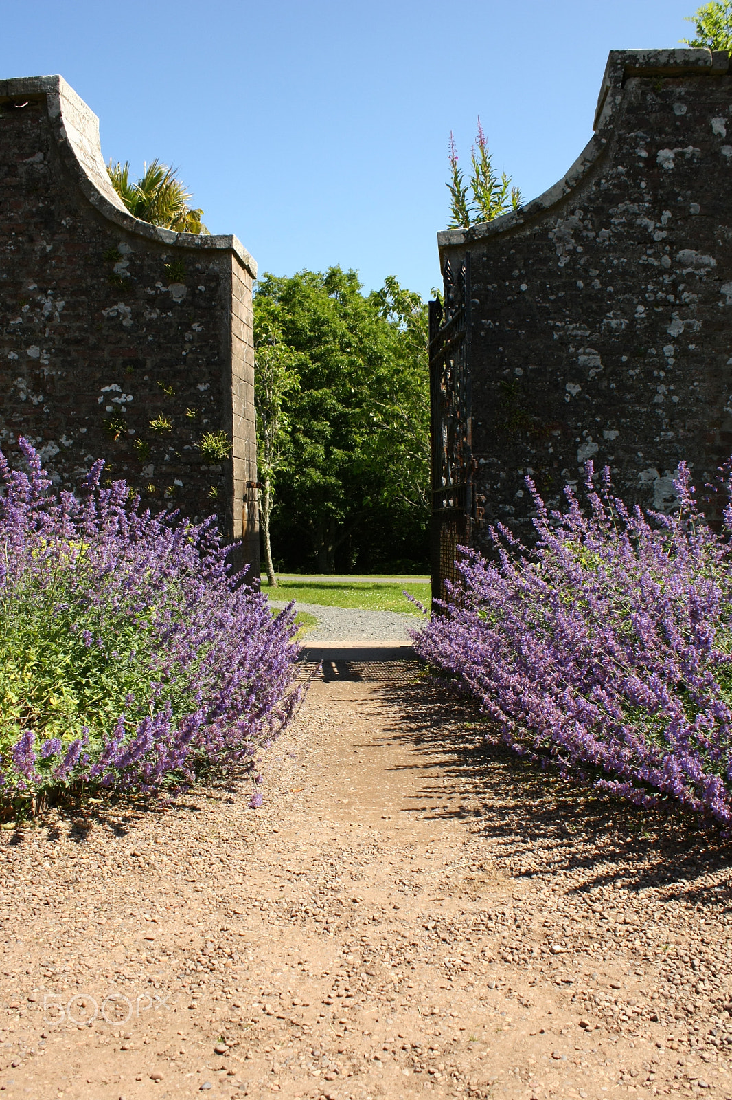 Canon EF-S 55-250mm F4-5.6 IS sample photo. Lavender gate photography