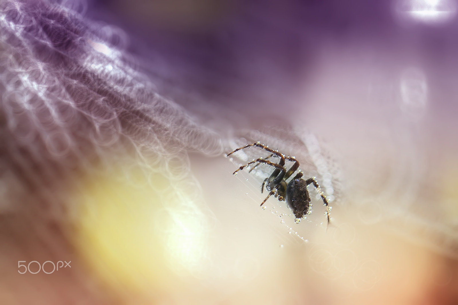 Canon EF 100mm F2.8L Macro IS USM sample photo. Spider, web, spider web, color, background photography