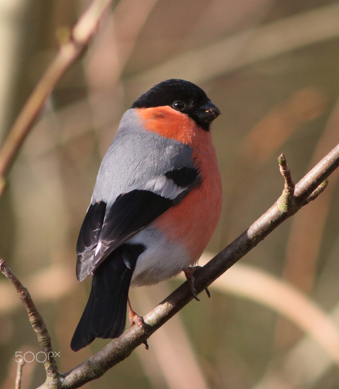 Canon EF 200mm f/2.8L II + 2x sample photo. Bullfinch photography