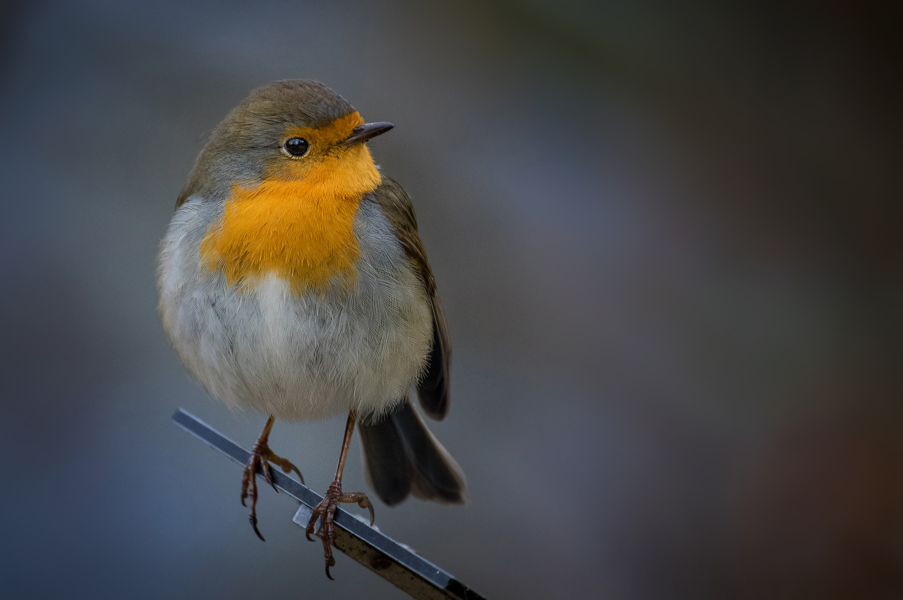 Pentax K-3 + Pentax D FA 150-450mm F4.5-5.6 ED DC AW sample photo. Waiting for the spring photography