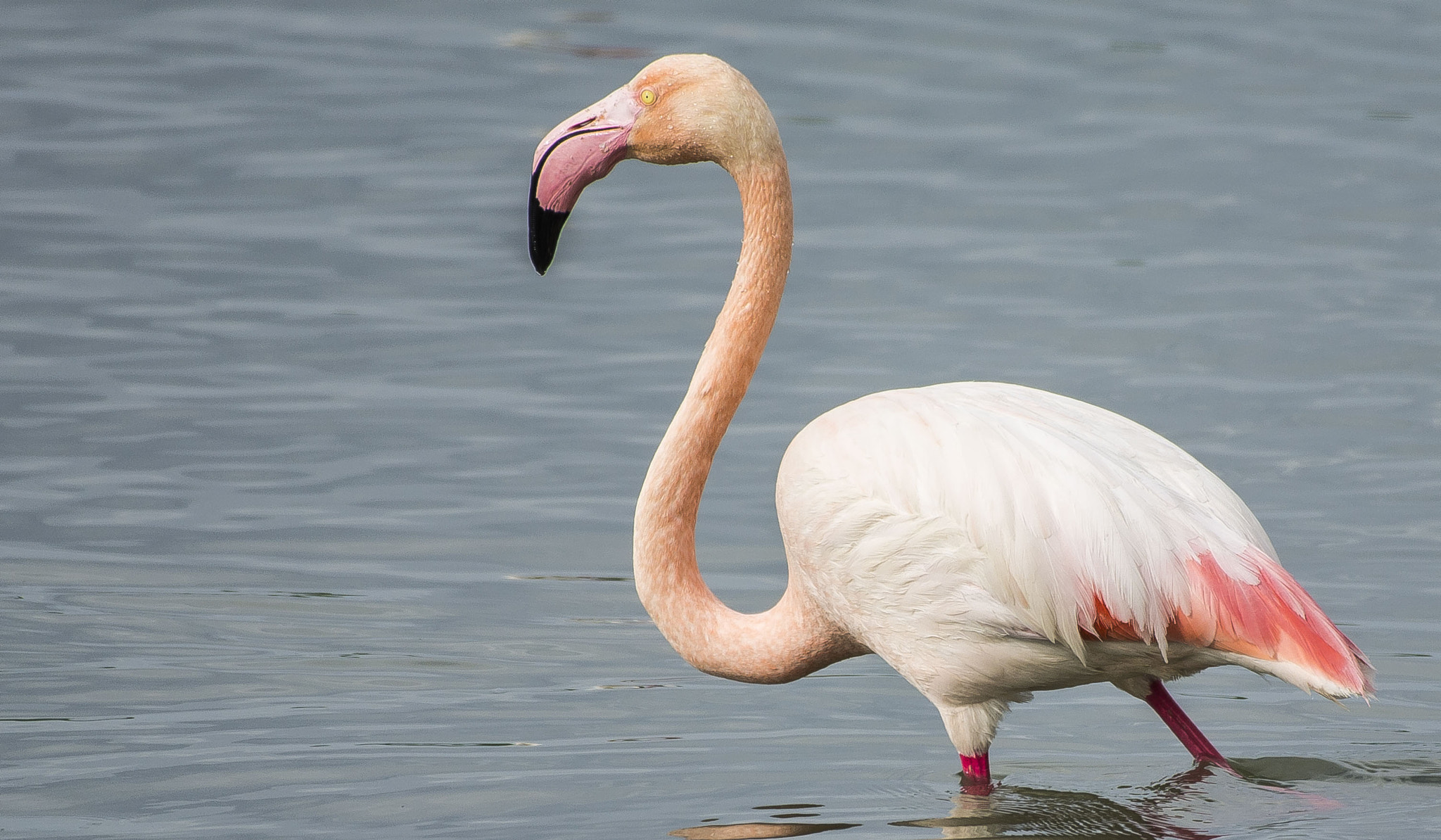 Nikon D7100 + Nikon AF-S Nikkor 200-500mm F5.6E ED VR sample photo. Flamingo » greater flamingo » phoenicopterus roseu photography