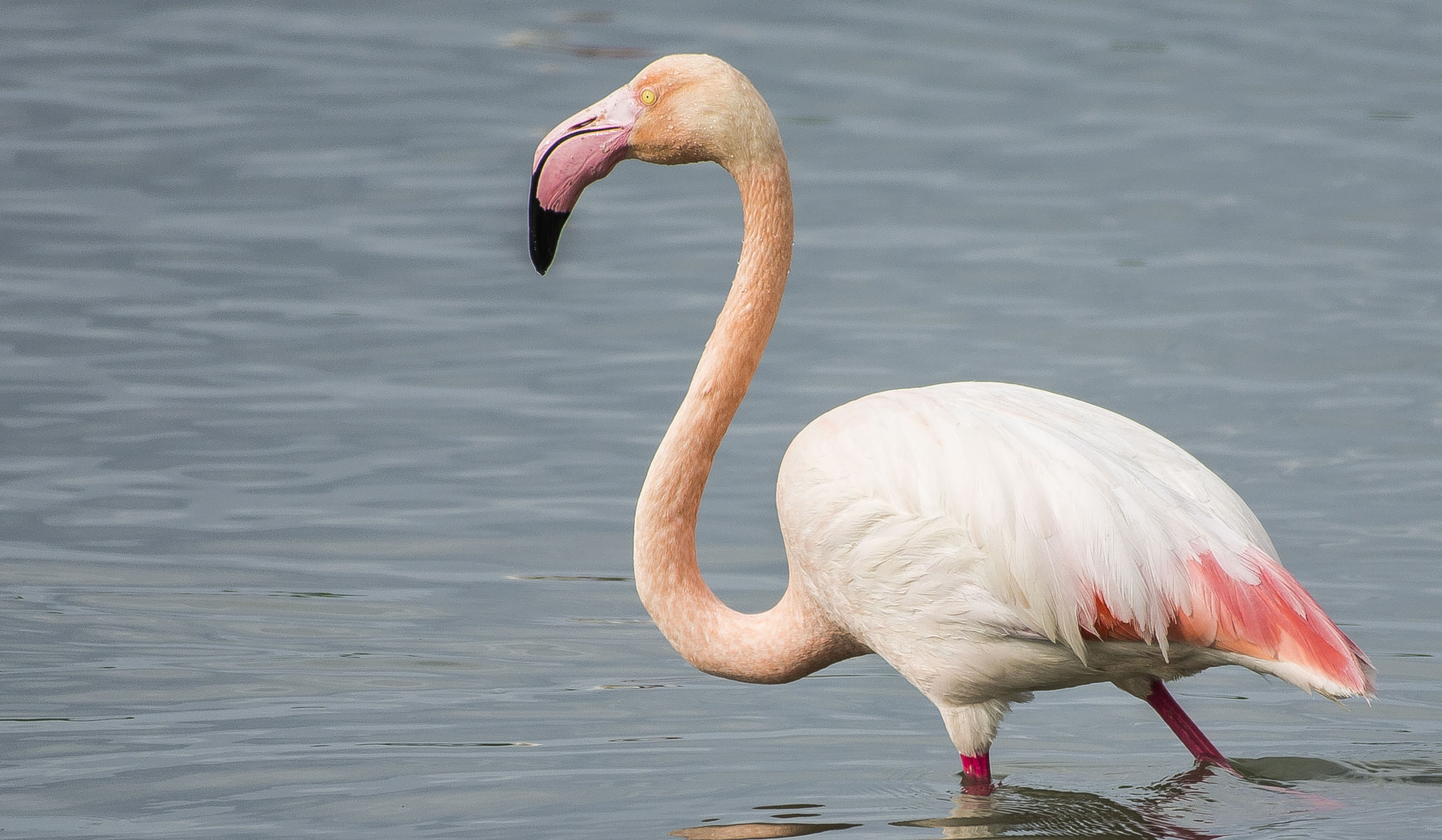 Nikon AF-S Nikkor 200-500mm F5.6E ED VR sample photo. Flamingo » greater flamingo » phoenicopterus roseu photography