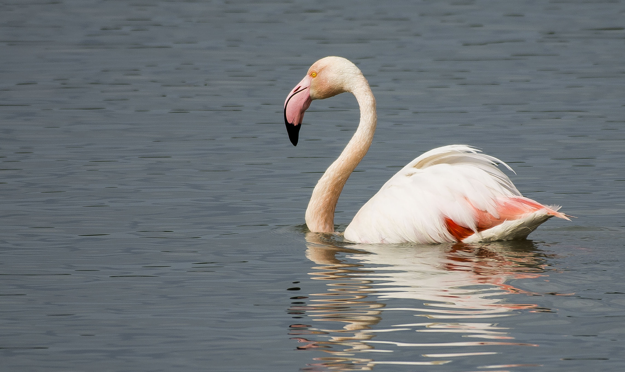 Nikon AF-S Nikkor 200-500mm F5.6E ED VR sample photo. Flamingo » greater flamingo » phoenicopterus roseu photography