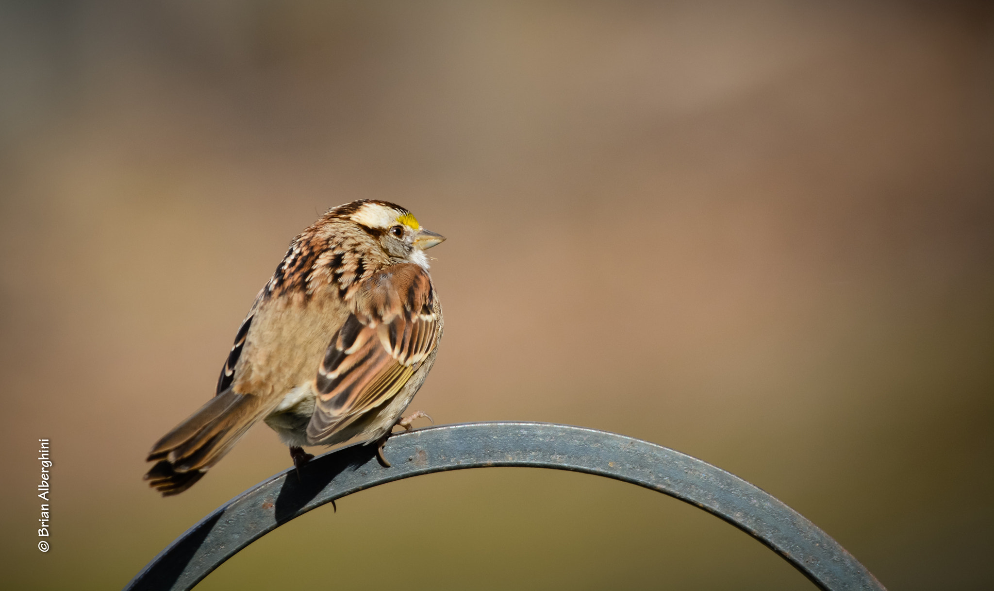 Sigma 150-500mm F5-6.3 DG OS HSM sample photo. Have you seen jack,   sparrow photography