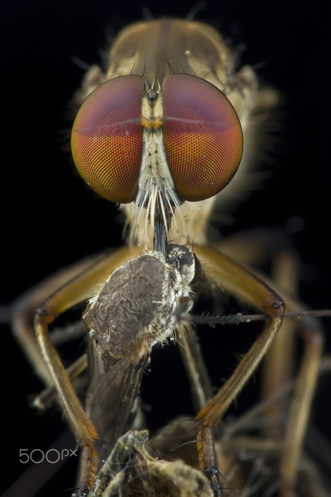 Canon EF 100mm F2.8L Macro IS USM sample photo. Robberfly, robberfly with prey, predator photography