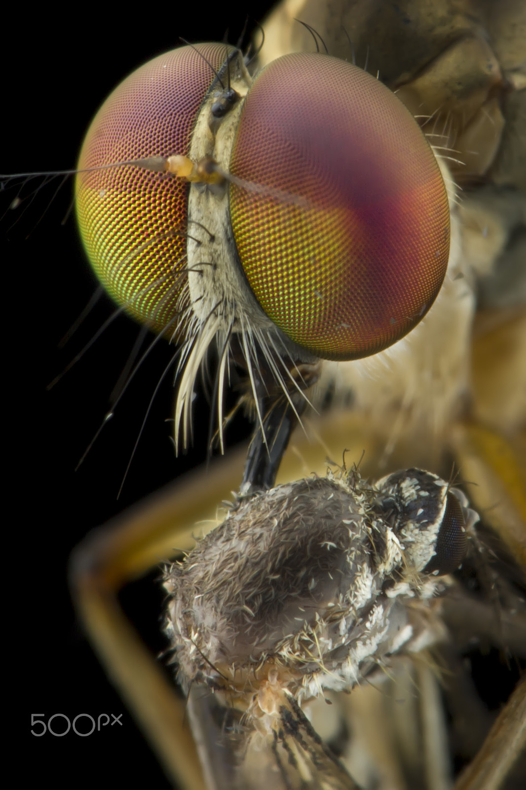 Canon EF 100mm F2.8L Macro IS USM sample photo. Robberfly, robberfly with prey, predator photography