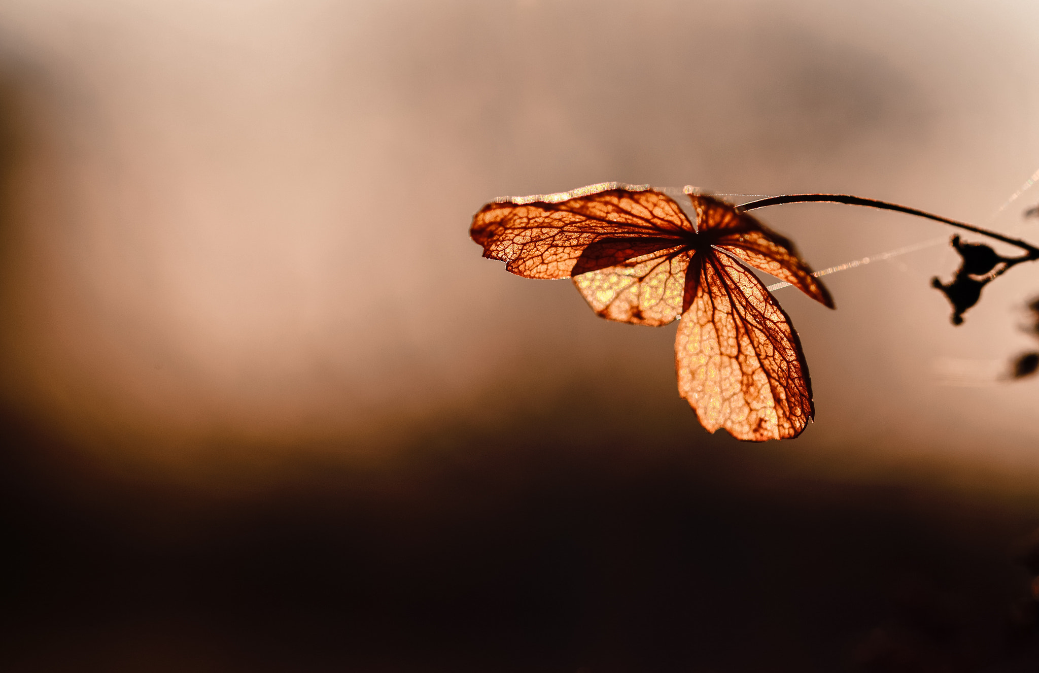 Sigma 105mm F2.8 EX DG OS HSM sample photo. Leaf... photography