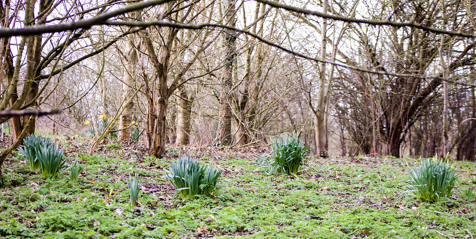 Canon EF 75-300mm f/4-5.6 USM sample photo. Daffodils in bloom photography