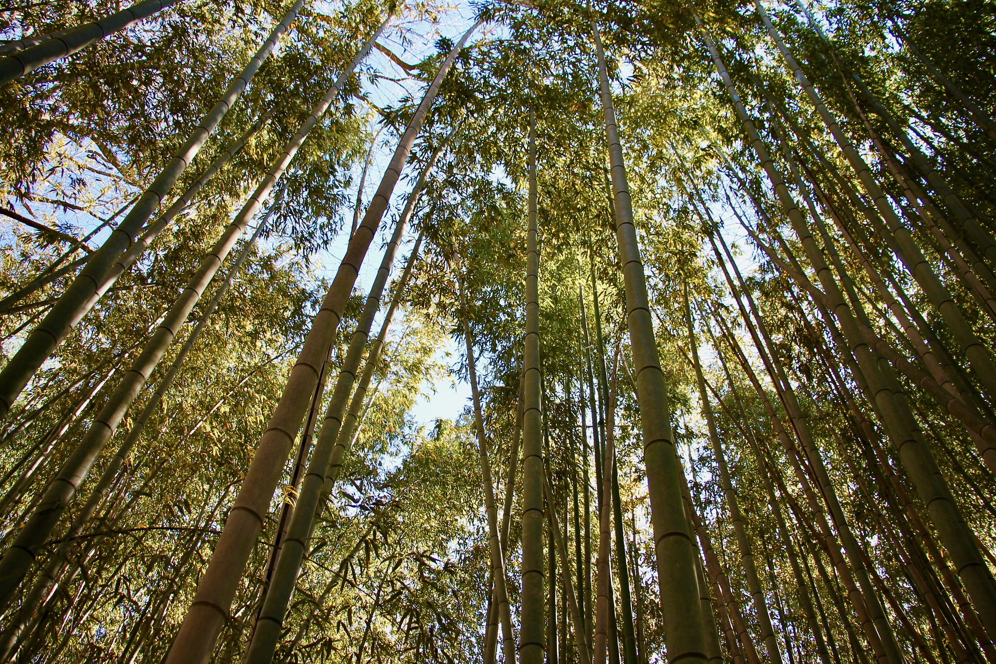 Canon EOS 1100D (EOS Rebel T3 / EOS Kiss X50) sample photo. Atlanta bamboo forest photography