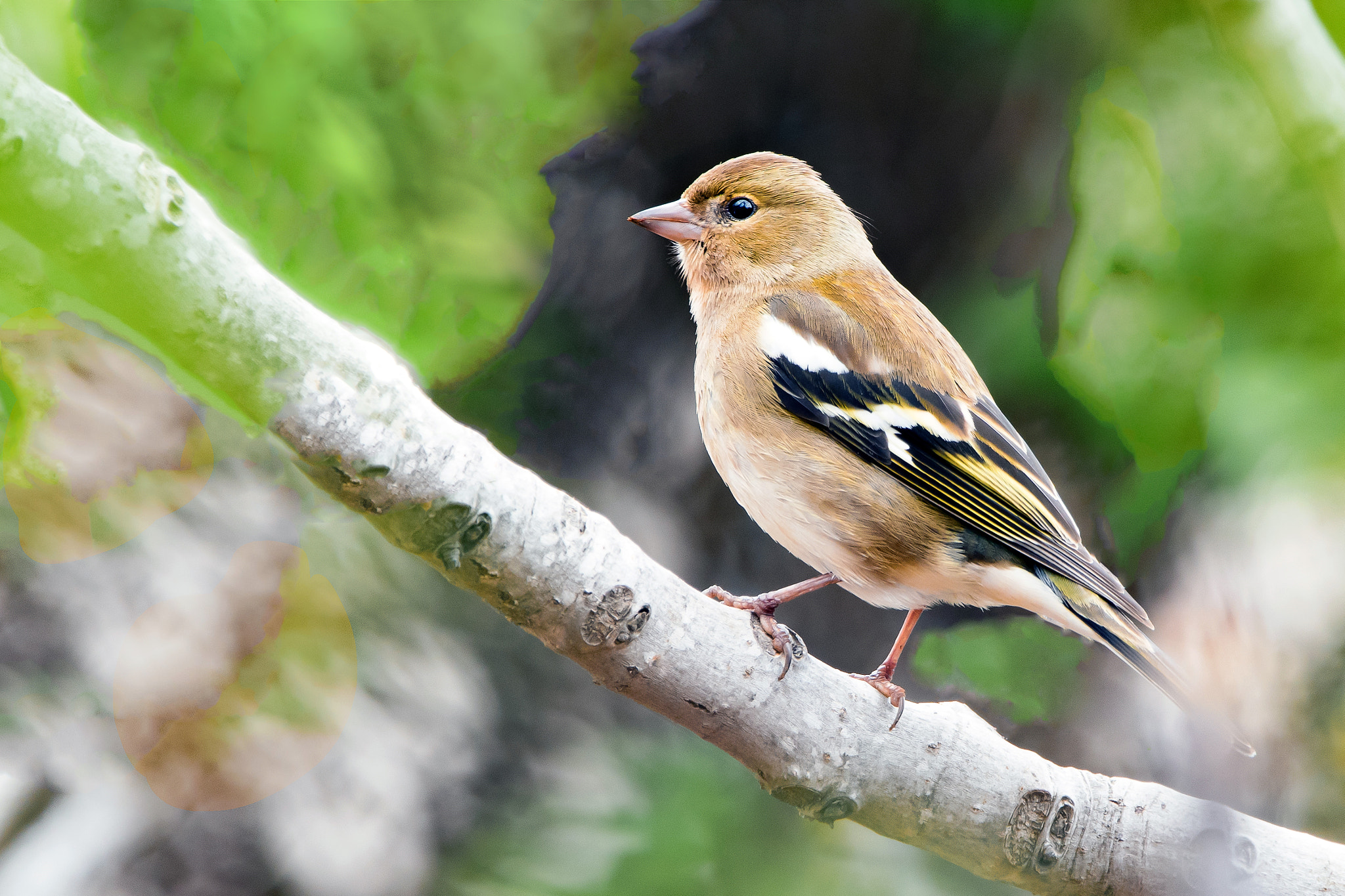 Sigma 150-600mm F5-6.3 DG OS HSM | C sample photo. Chaffinch photography