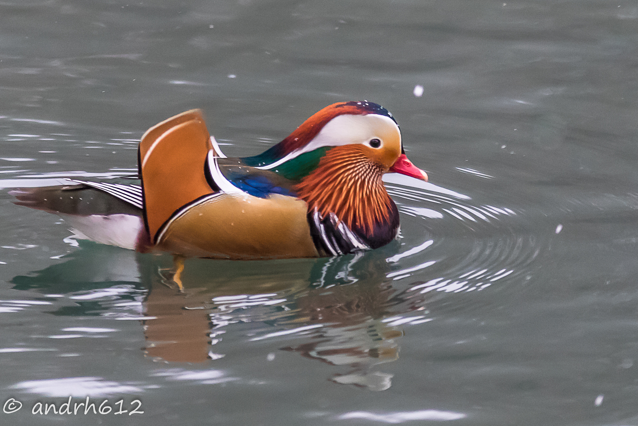 Sigma 70-200mm F2.8 EX DG OS HSM sample photo. Canard mandarin photography