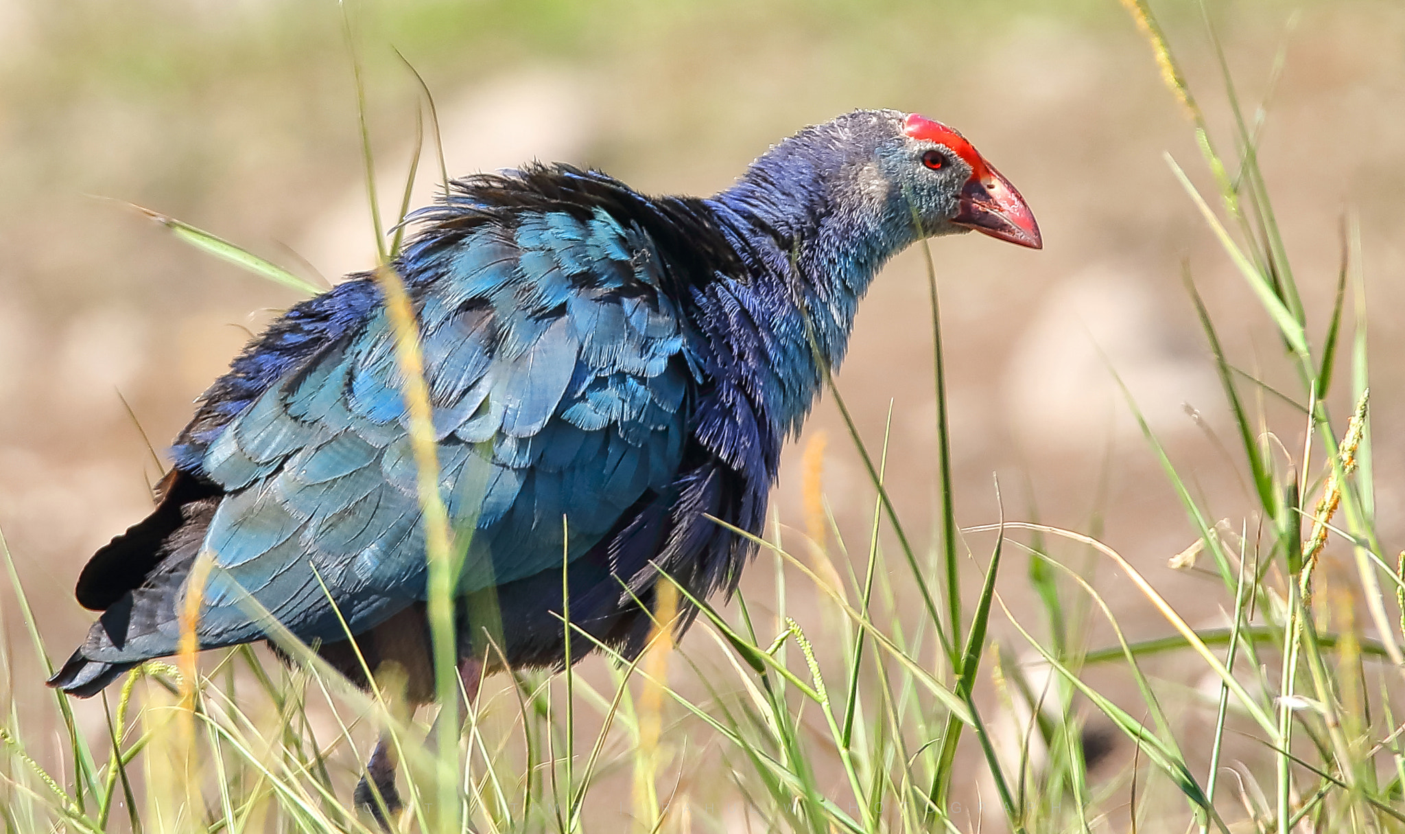 Sigma 150mm f/2.8 EX DG OS HSM APO Macro sample photo. Grey-headed swamphen. photography