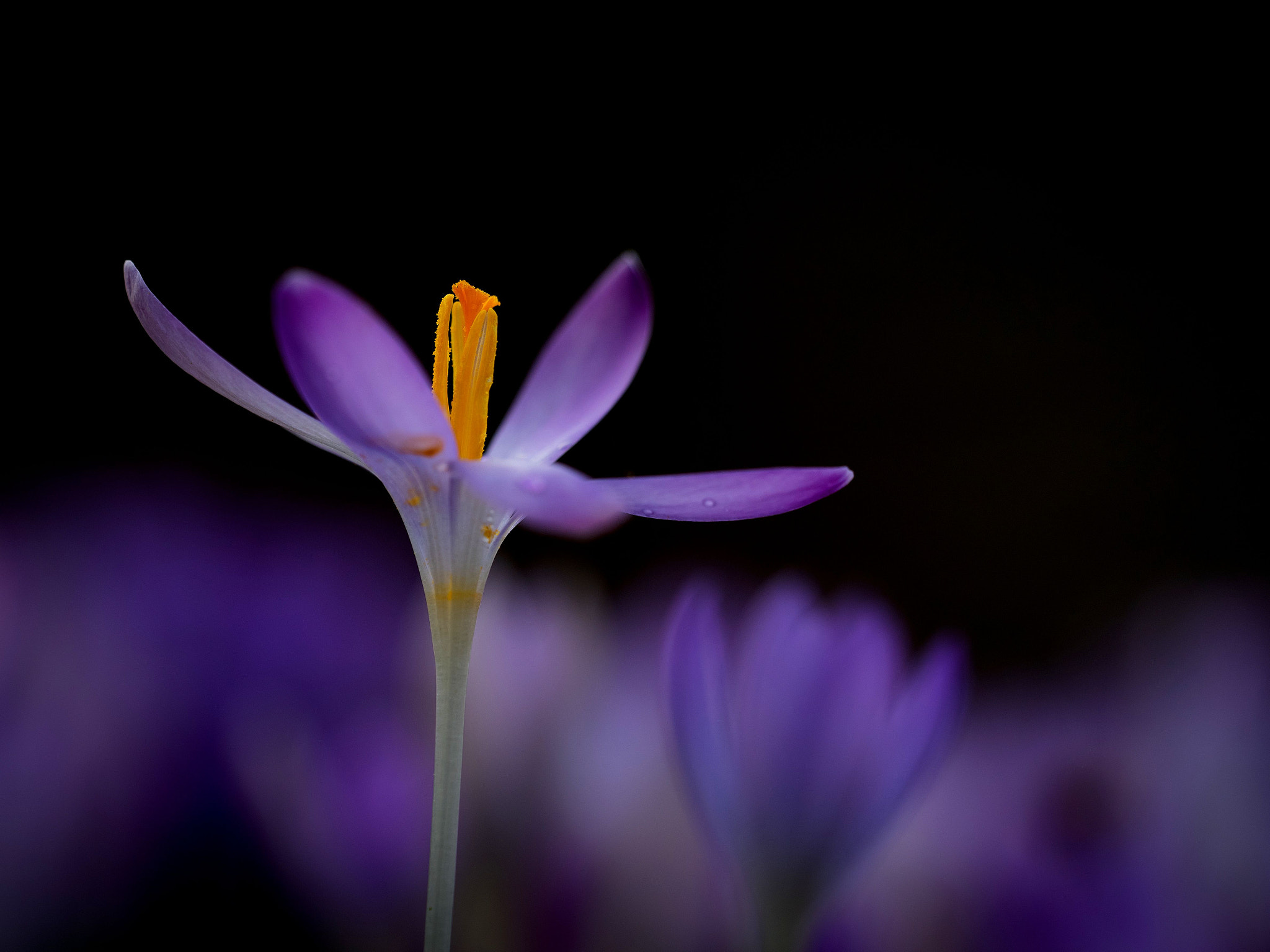 Nikon D750 + Sigma 150mm F2.8 EX DG OS Macro HSM sample photo. Crocus in focus photography