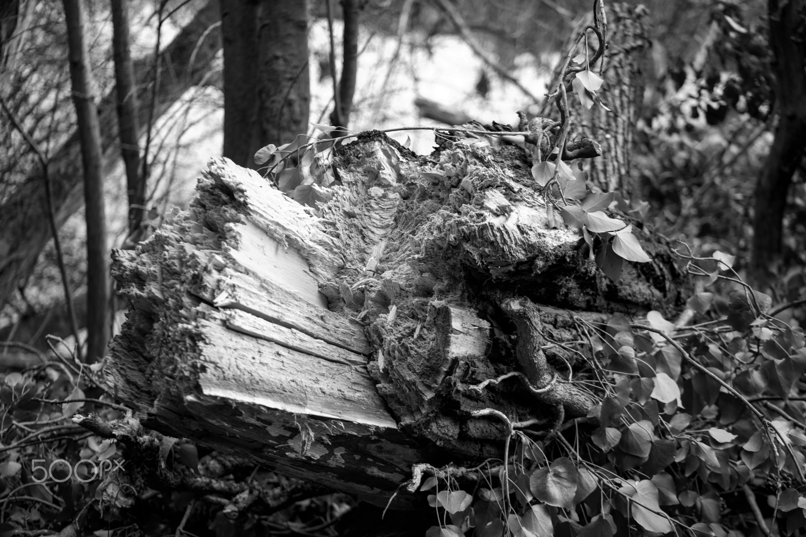 Canon EF 75-300mm f/4-5.6 USM sample photo. The fallen tree photography