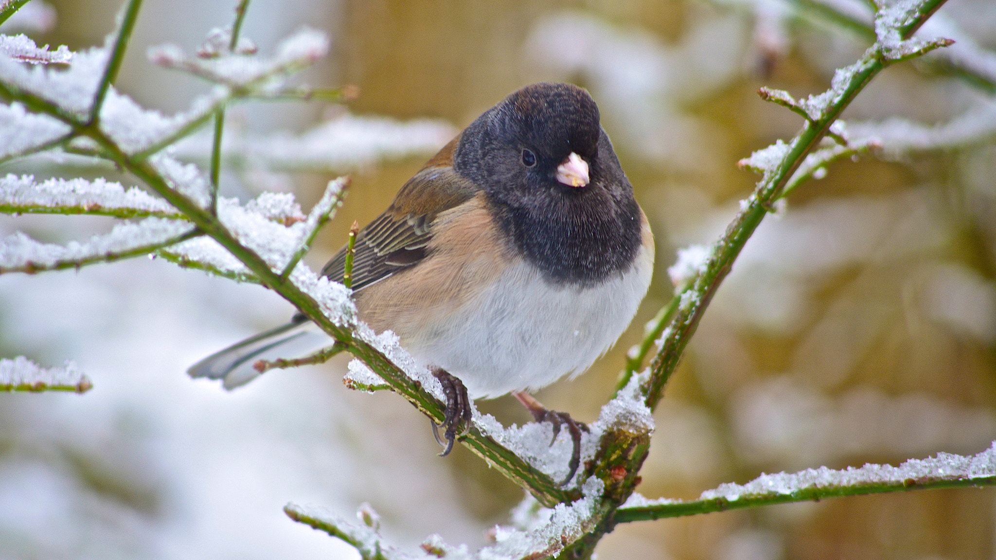 Pentax K-5 + Pentax smc DA 55-300mm F4.0-5.8 ED sample photo. Junco photography