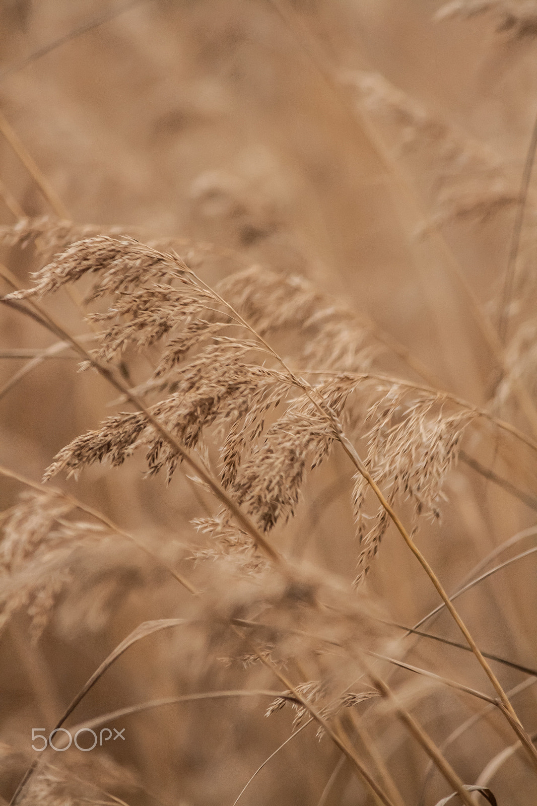 Canon EF-S 55-250mm F4-5.6 IS sample photo. Field of gold photography