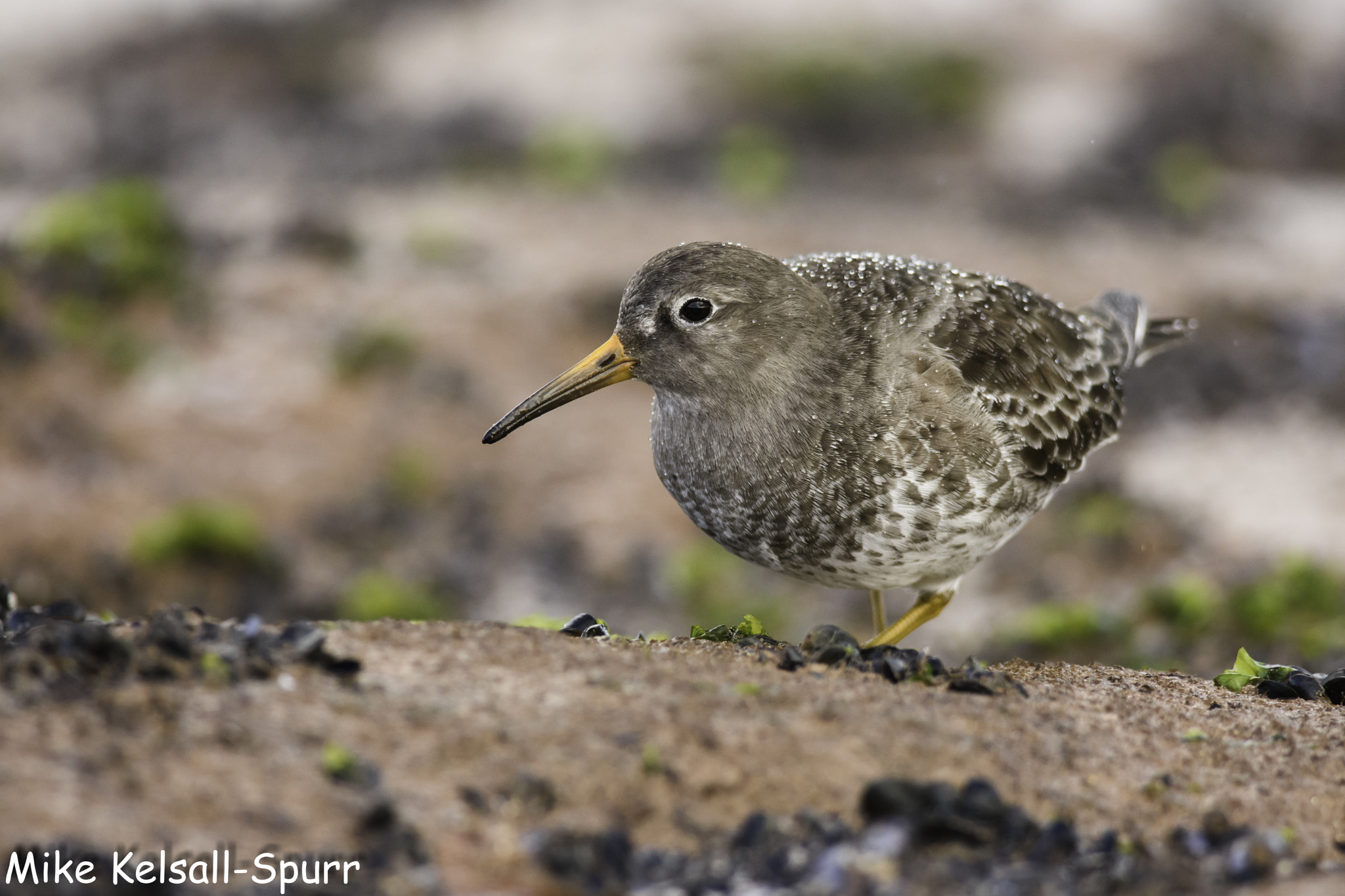 Nikon D7200 + Nikon AF-S Nikkor 300mm F4D ED-IF sample photo. Purple sandpiper rain droplets photography